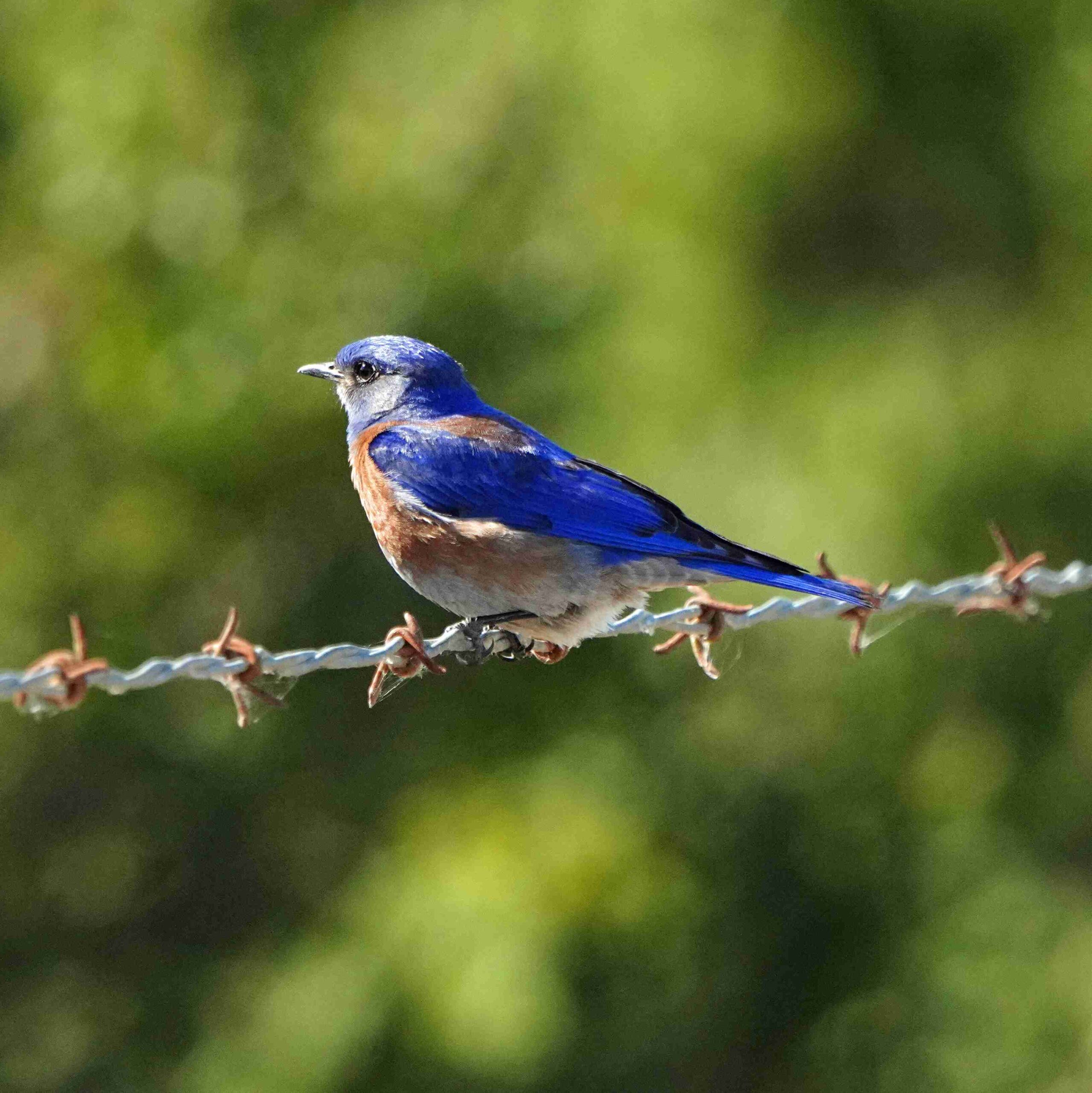 Western Bluebird