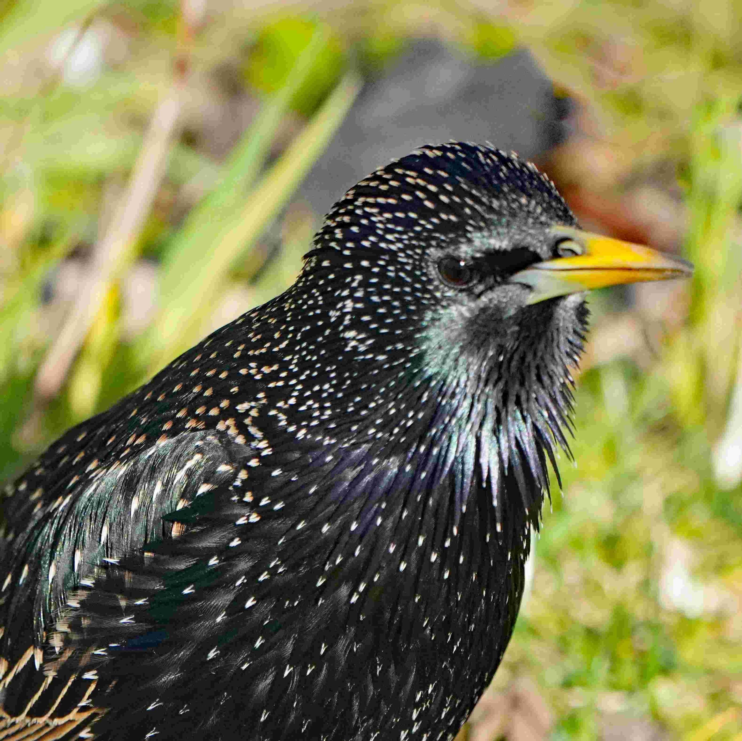 European starling