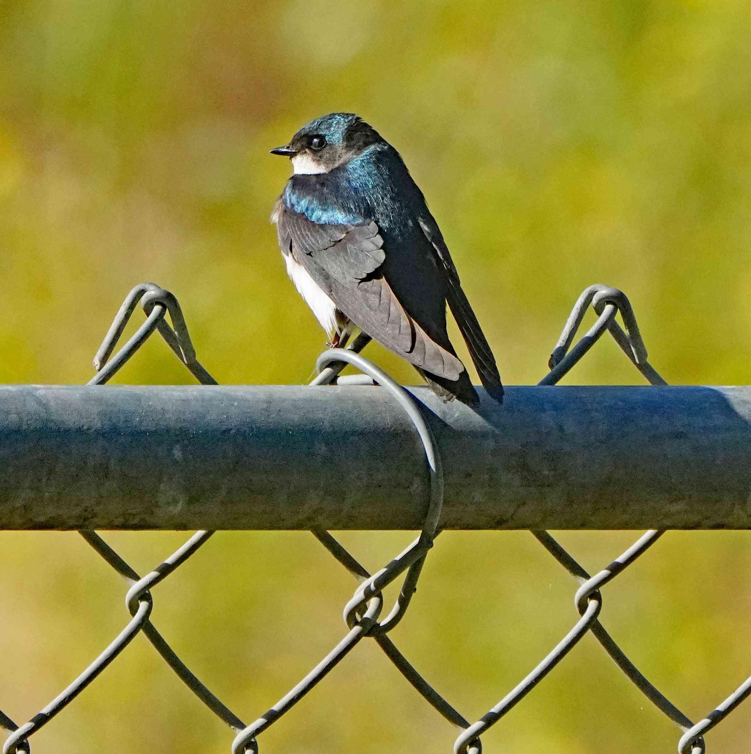 Tree Swallow
