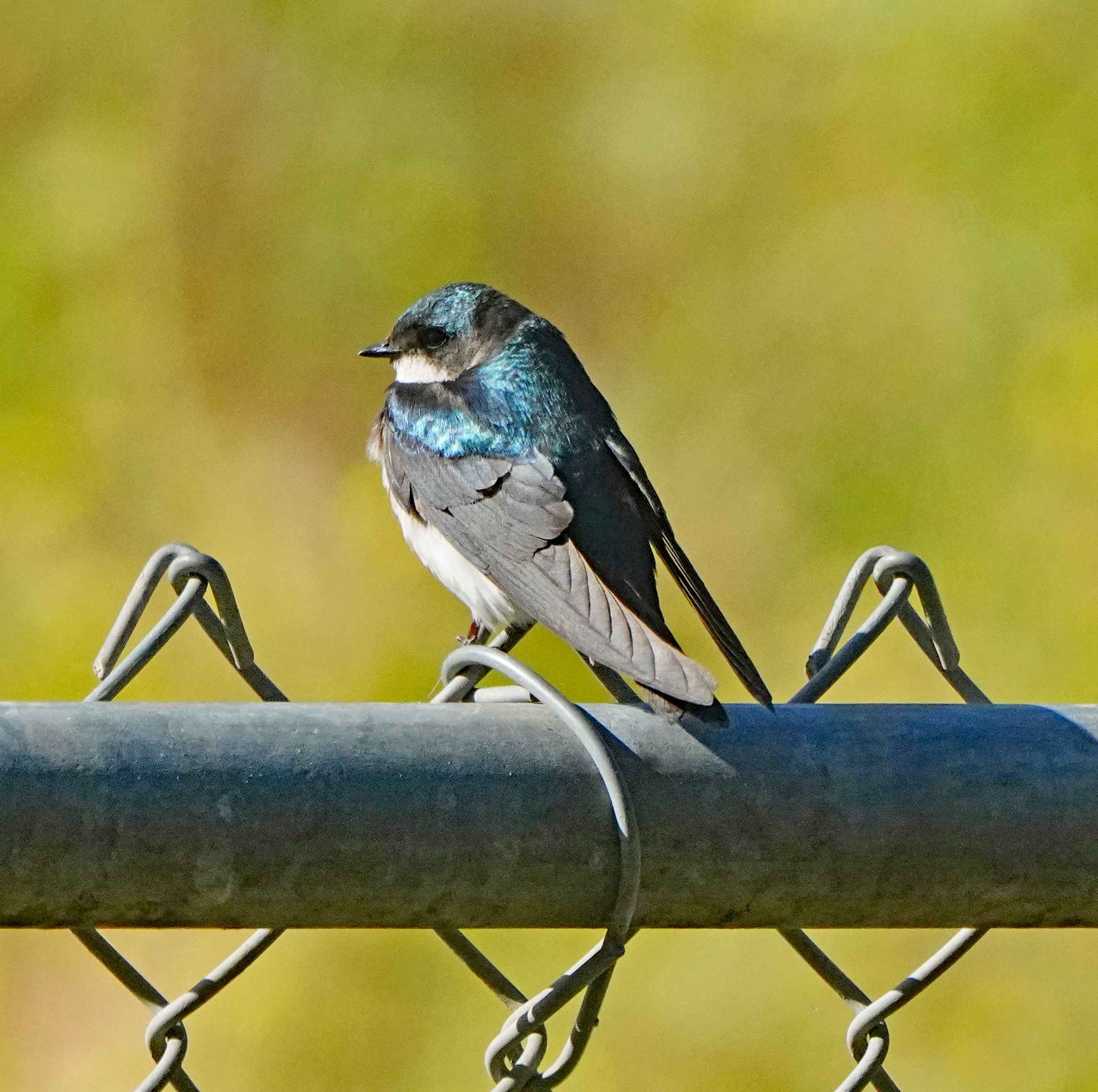 Tree Swallow