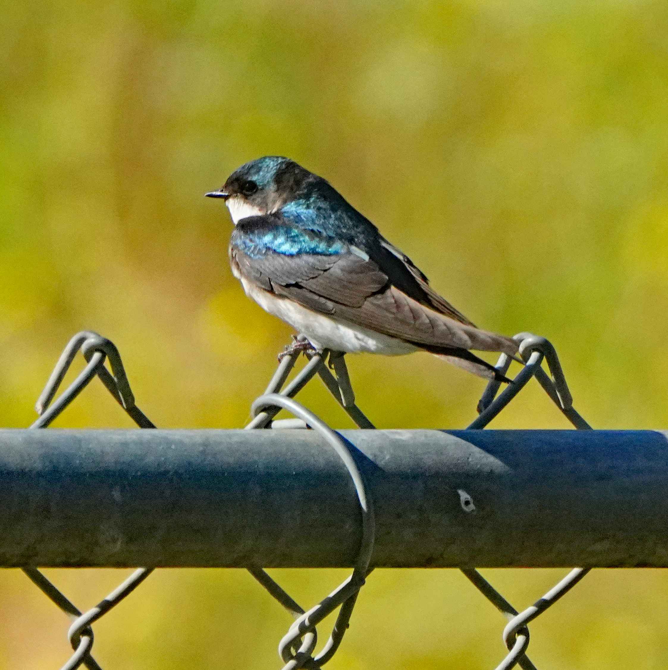 Tree Swallow