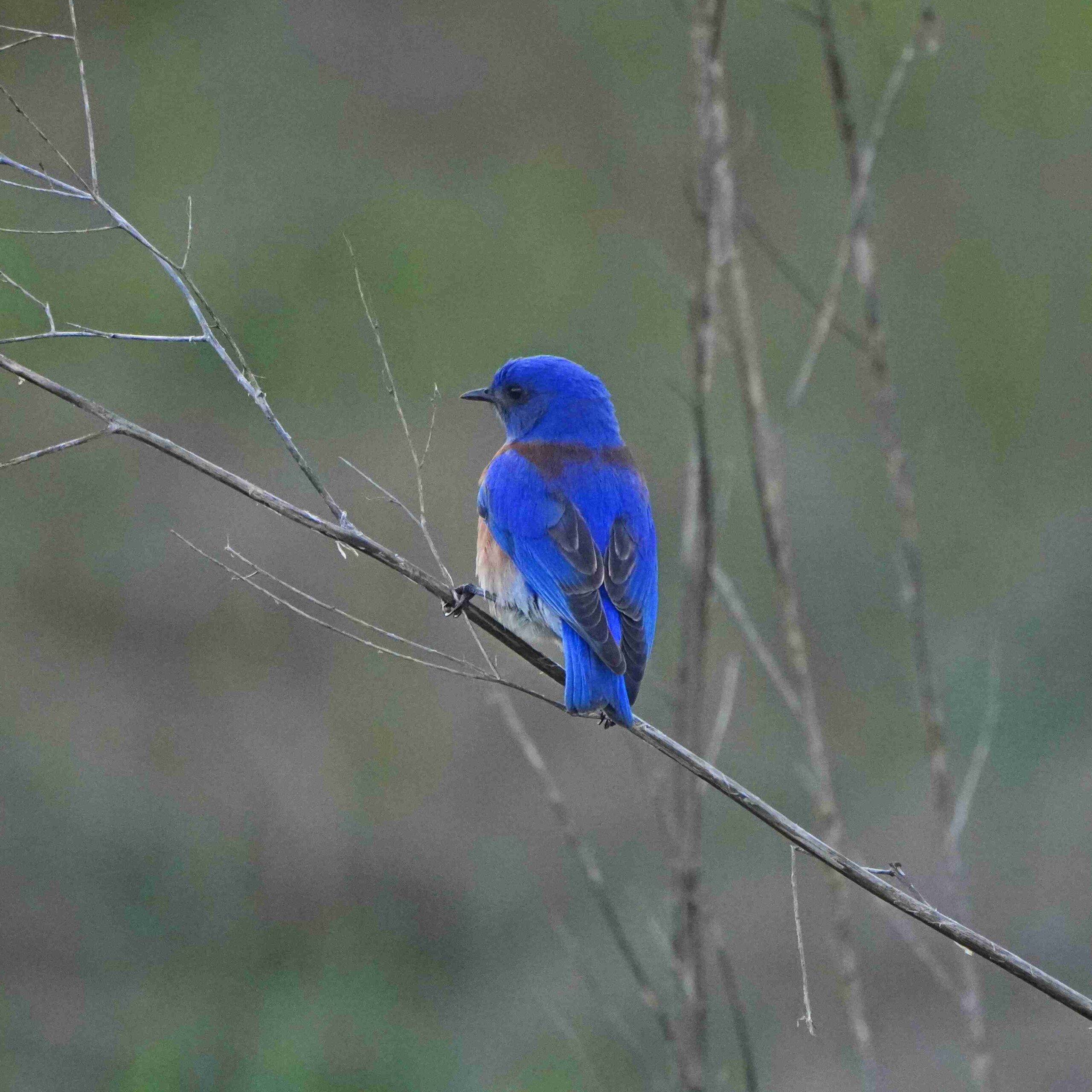 Western Bluebird