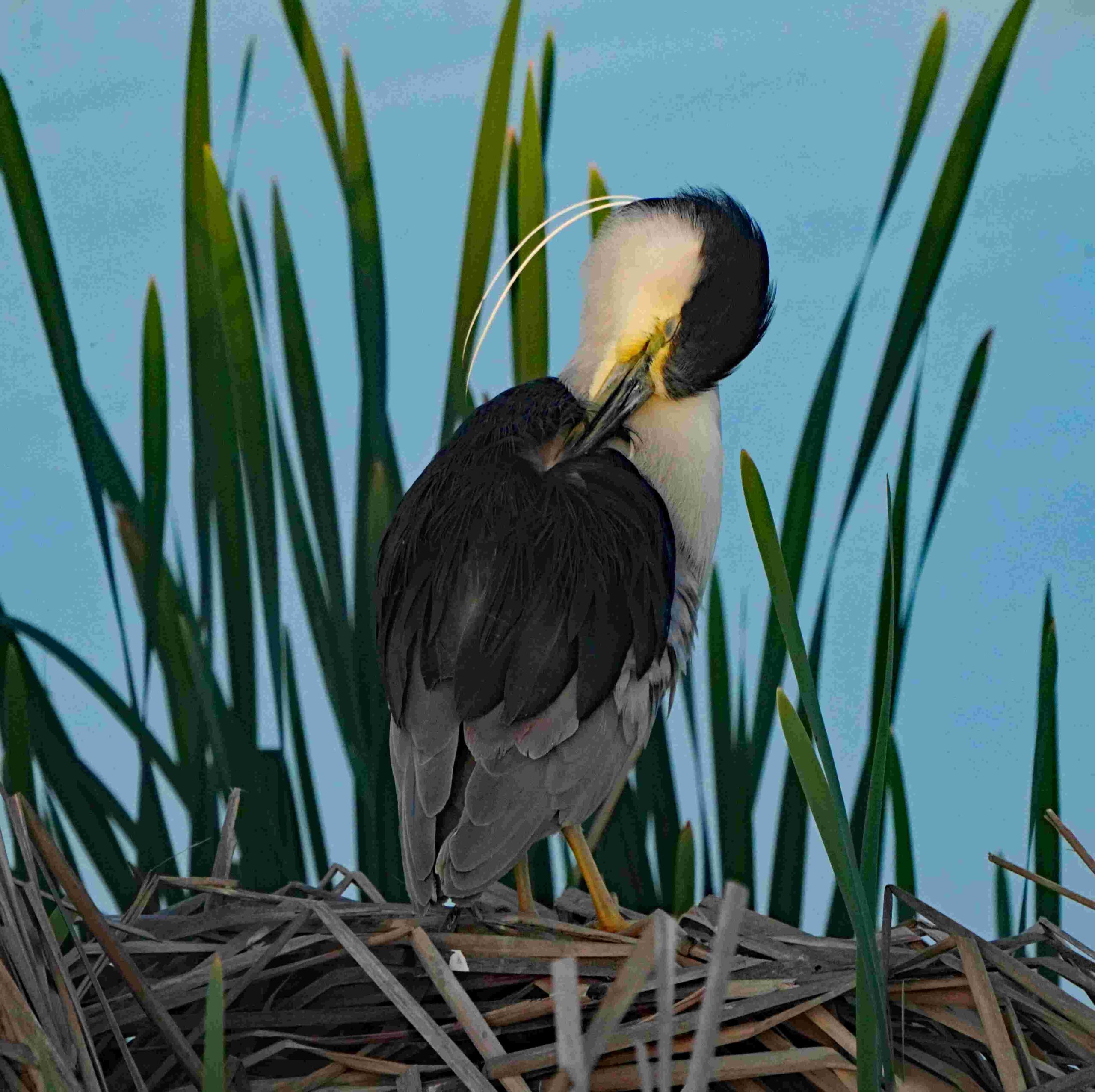 Black-crowned Night Heron