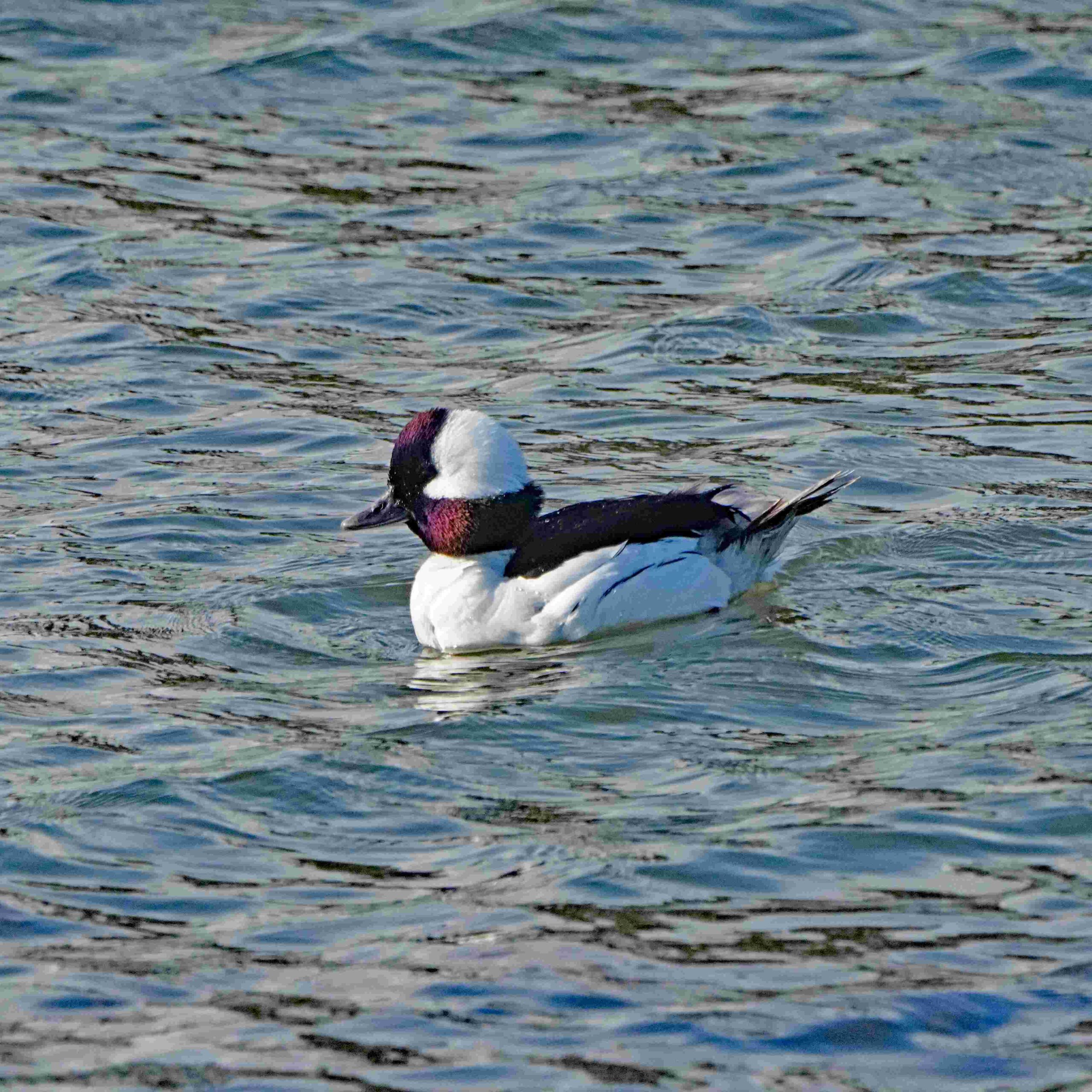 Bufflehead