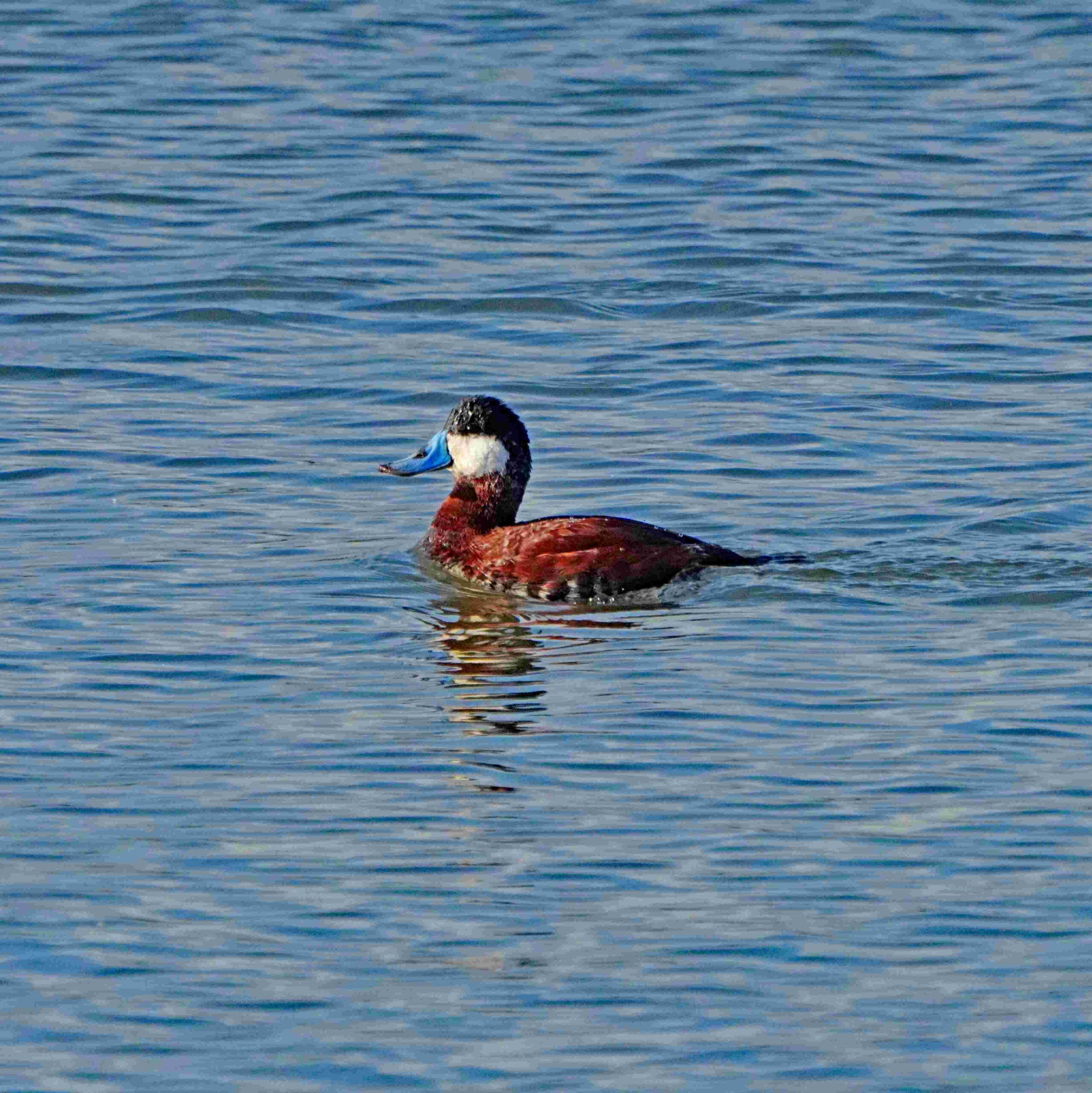 Ruddy Duck
