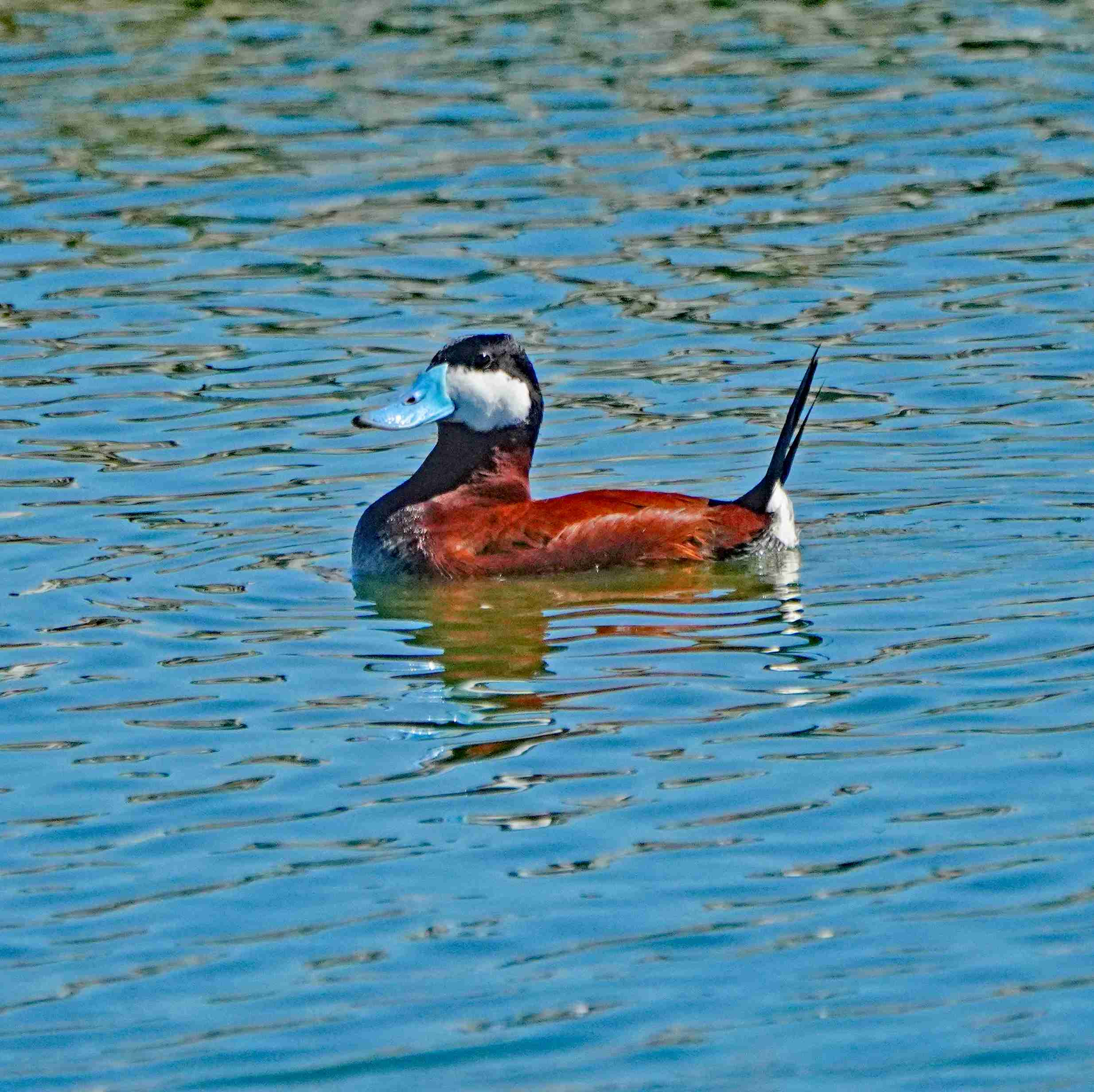 Ruddy Duck