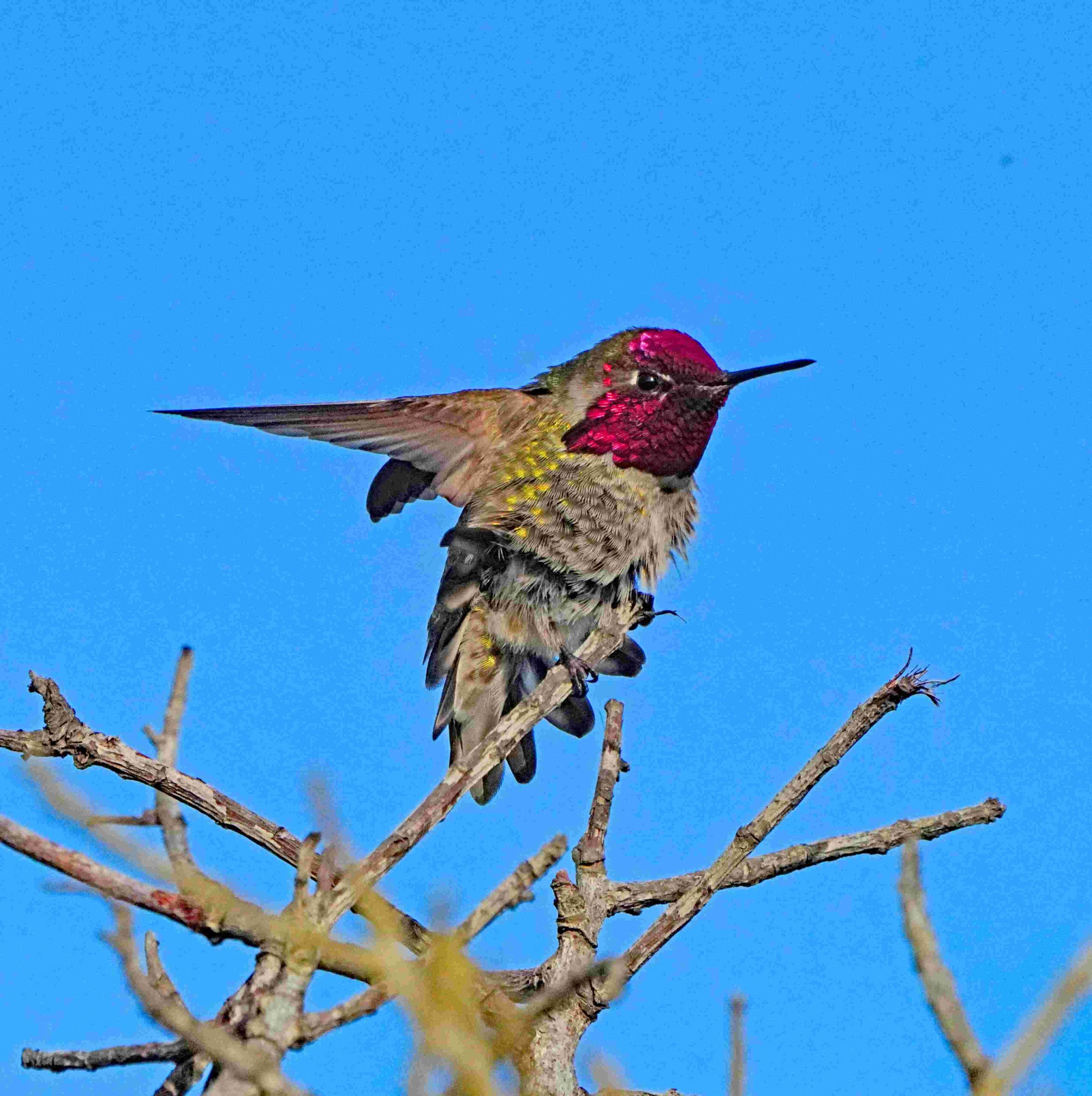 Anna's Hummingbird