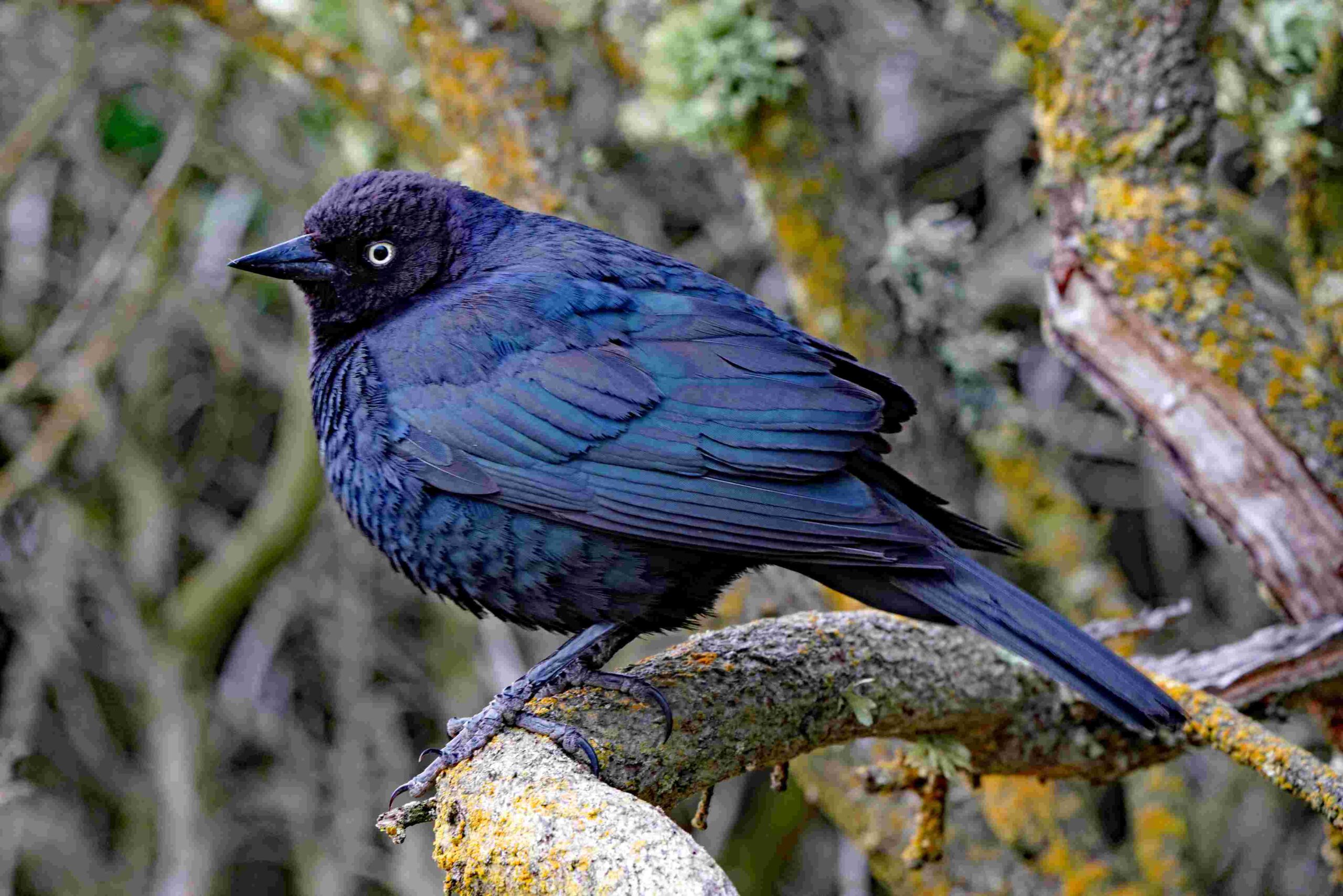 Brewer's Blackbird