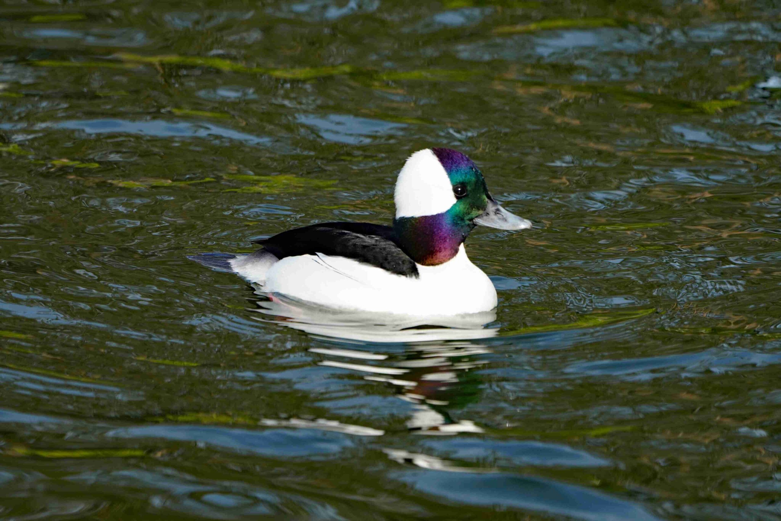 Bufflehead