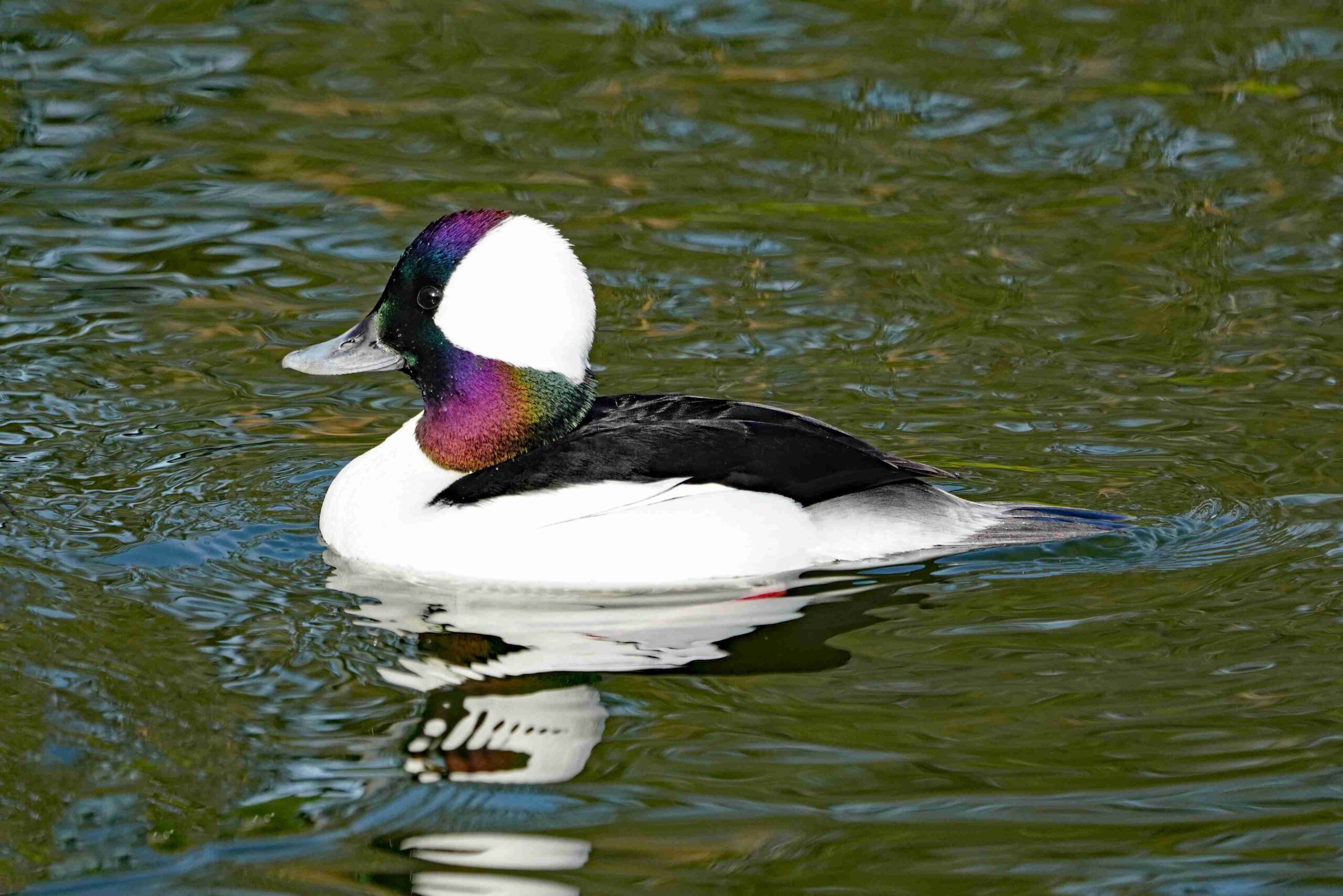 Bufflehead