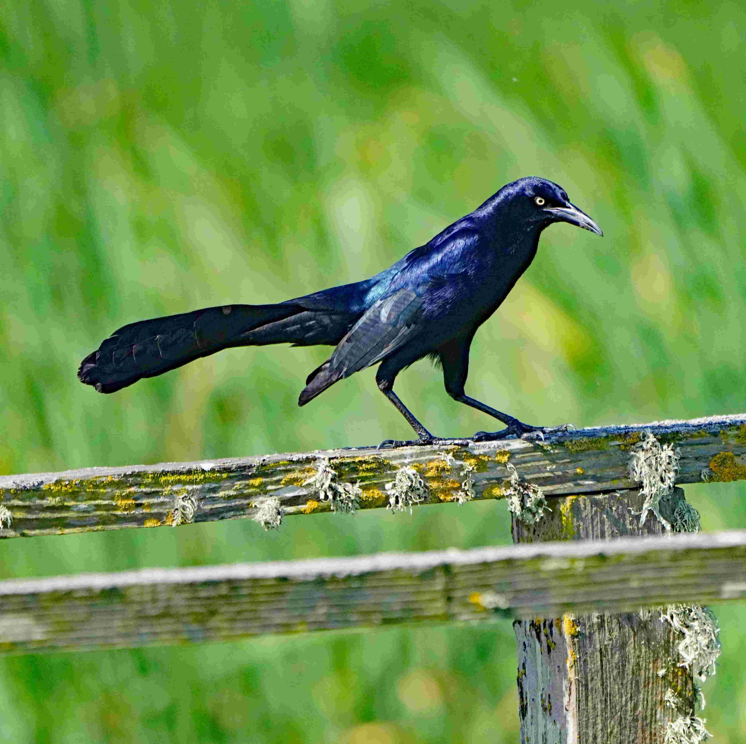Great-tailed Grackle