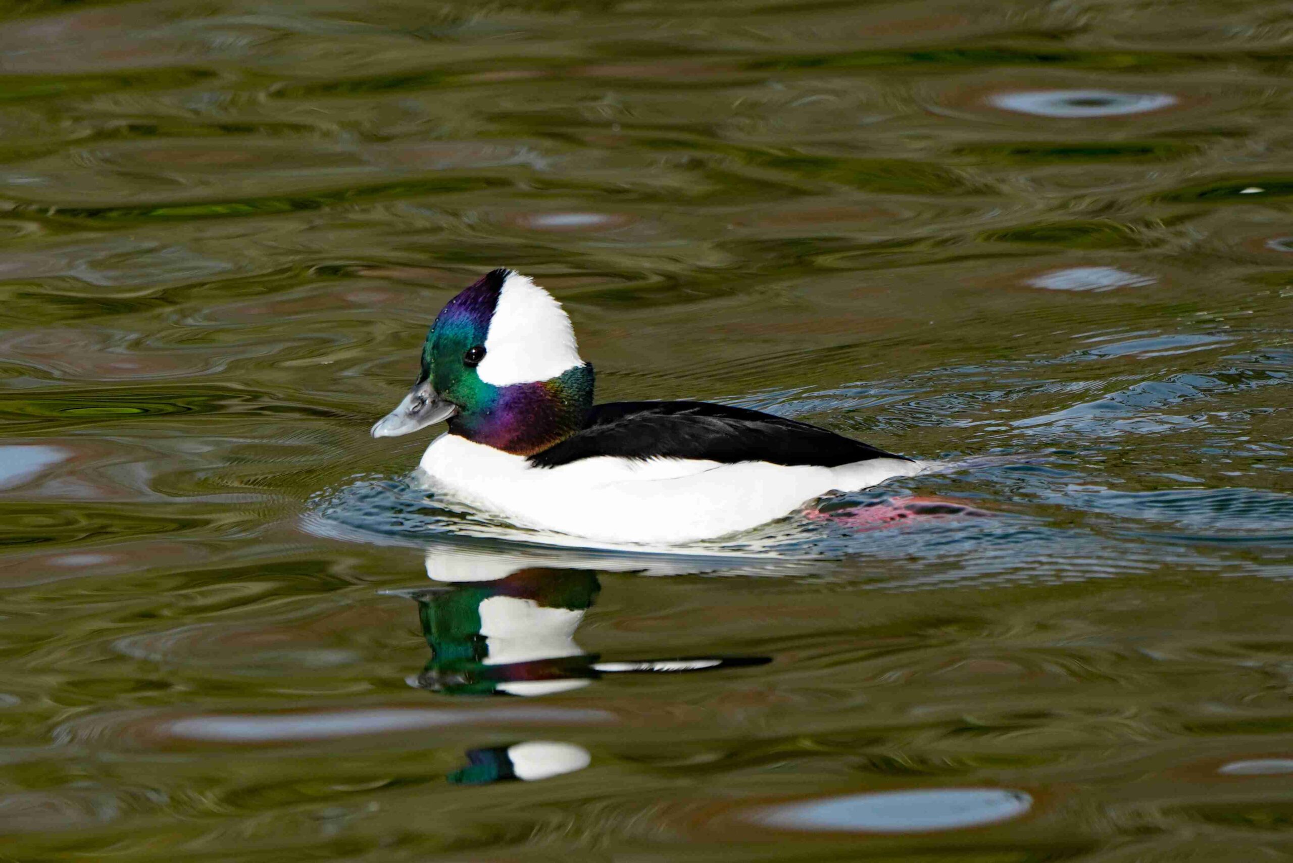 Bufflehead