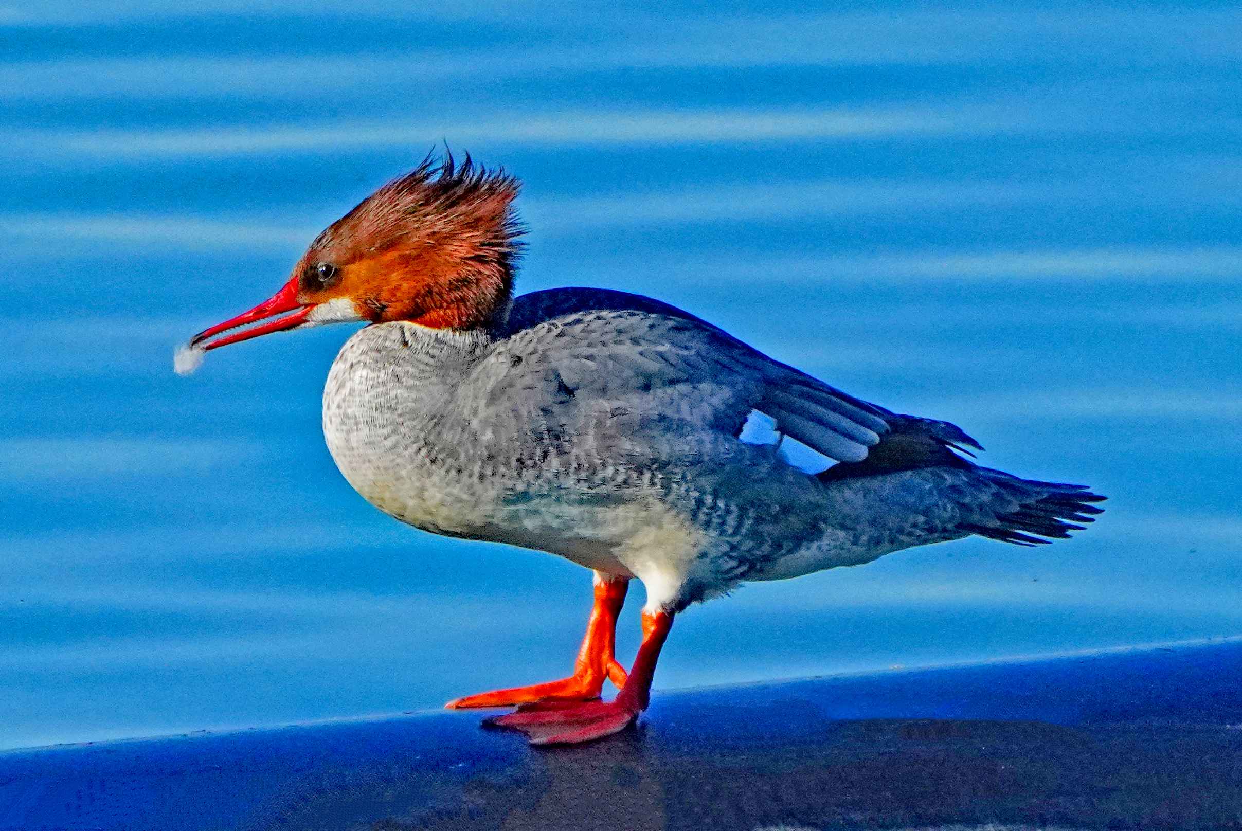 Common Merganser