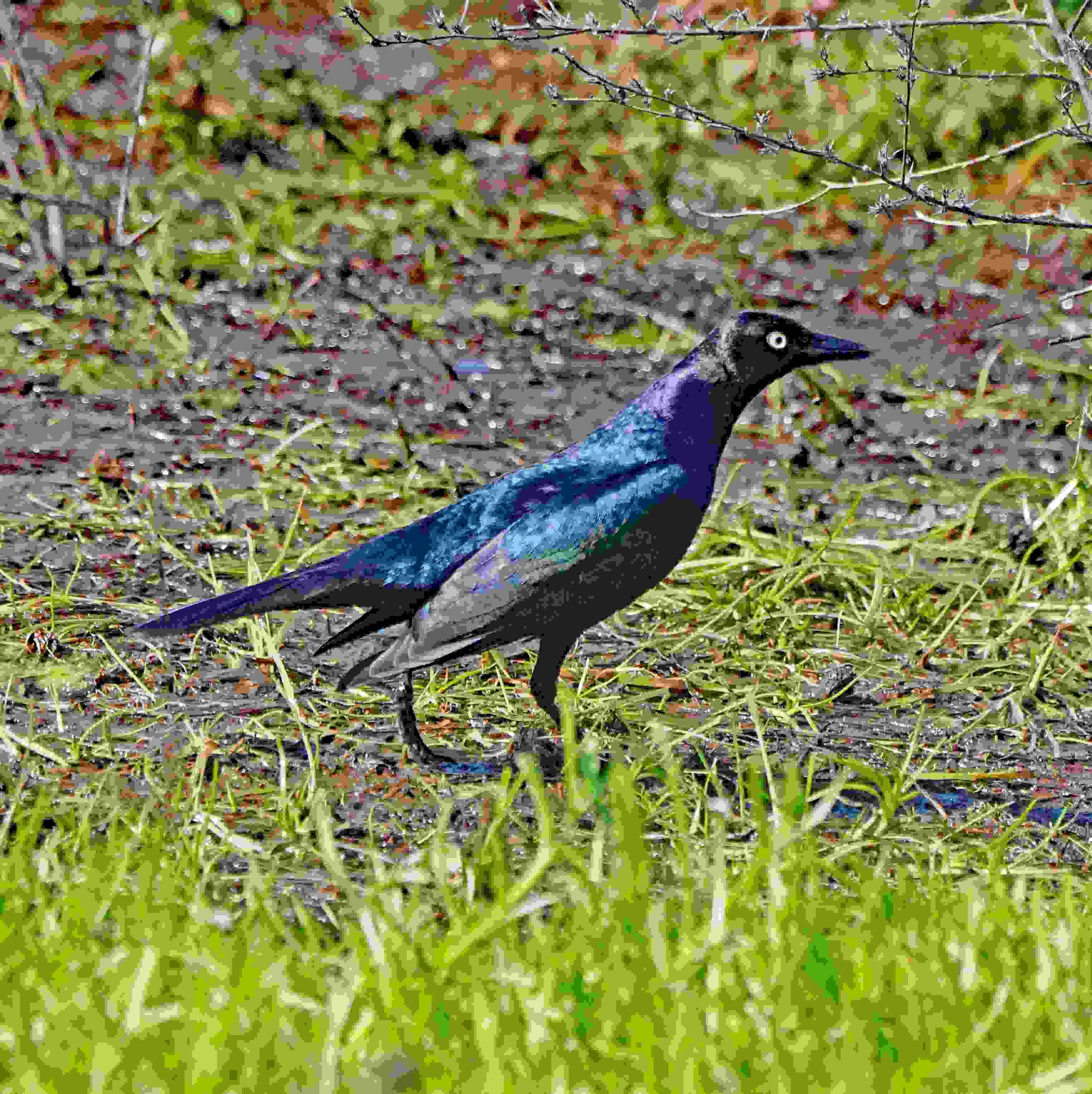 Great-tailed Grackle