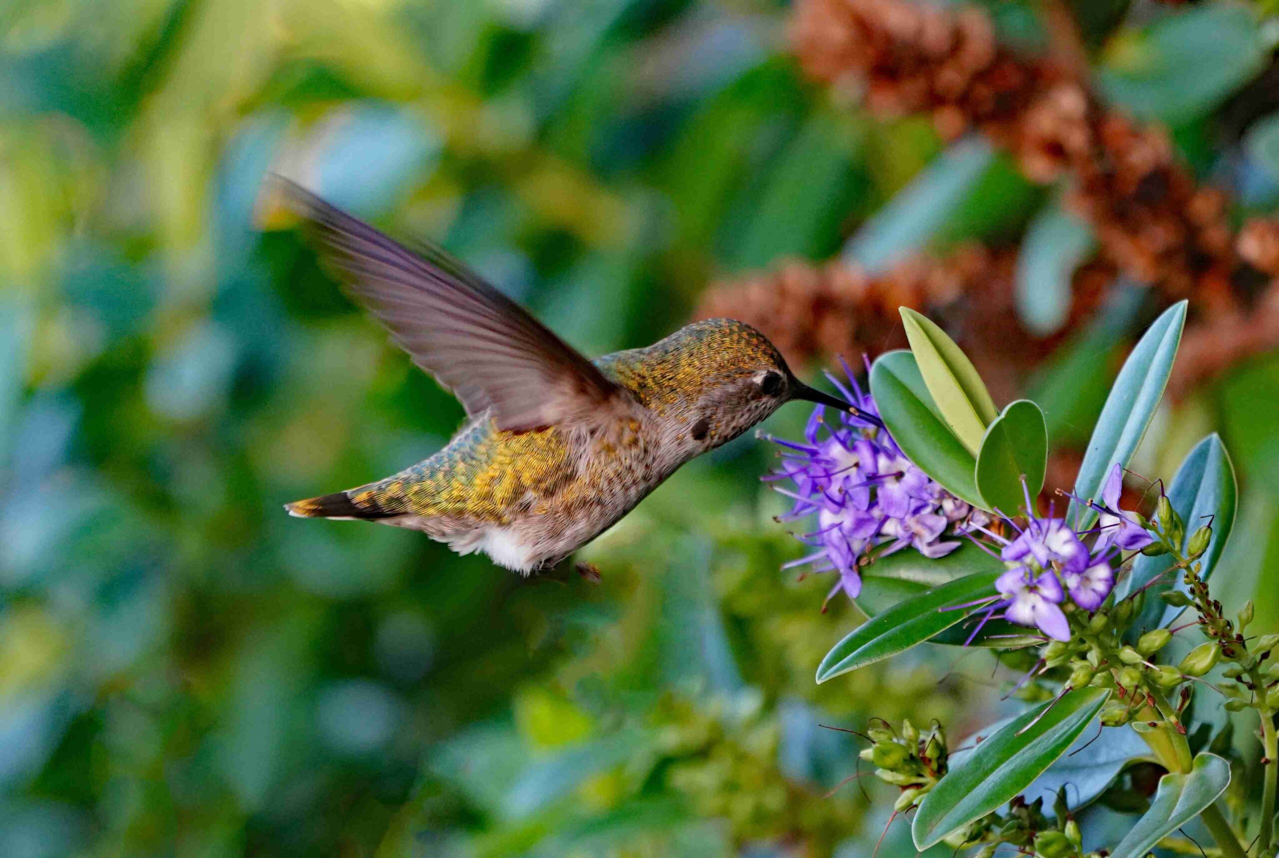 Anna's Hummingbird