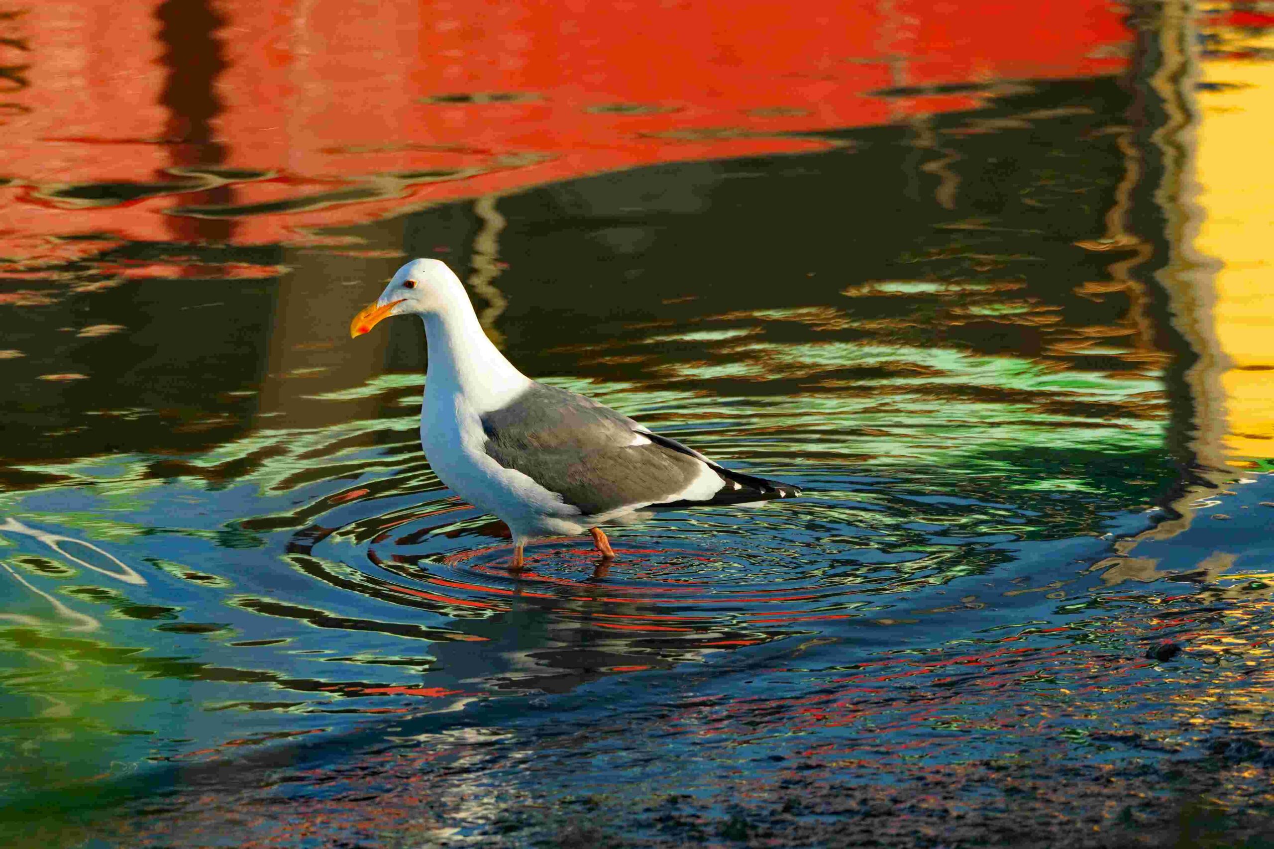 Western Gull