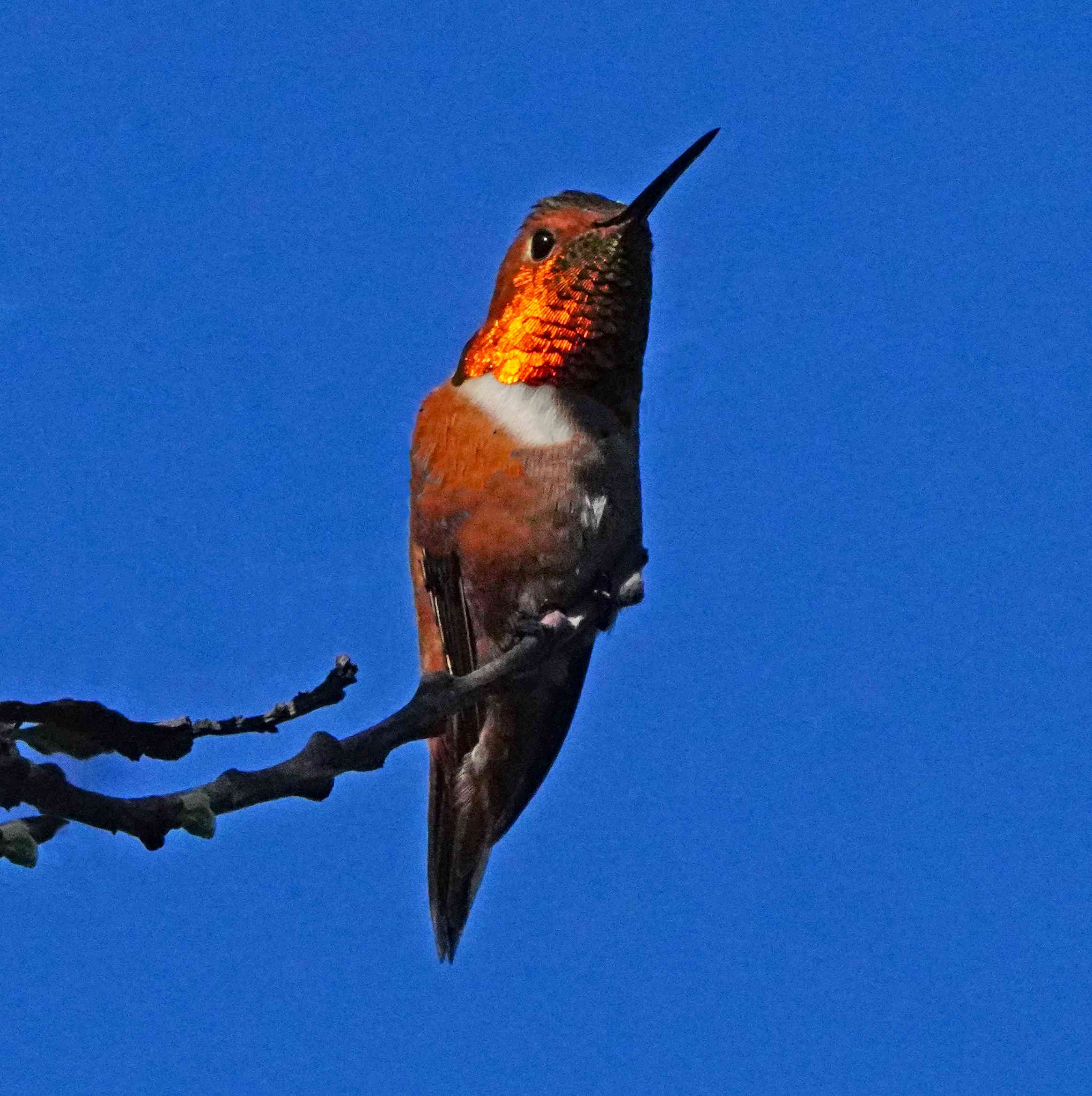 Rufous Hummingbird