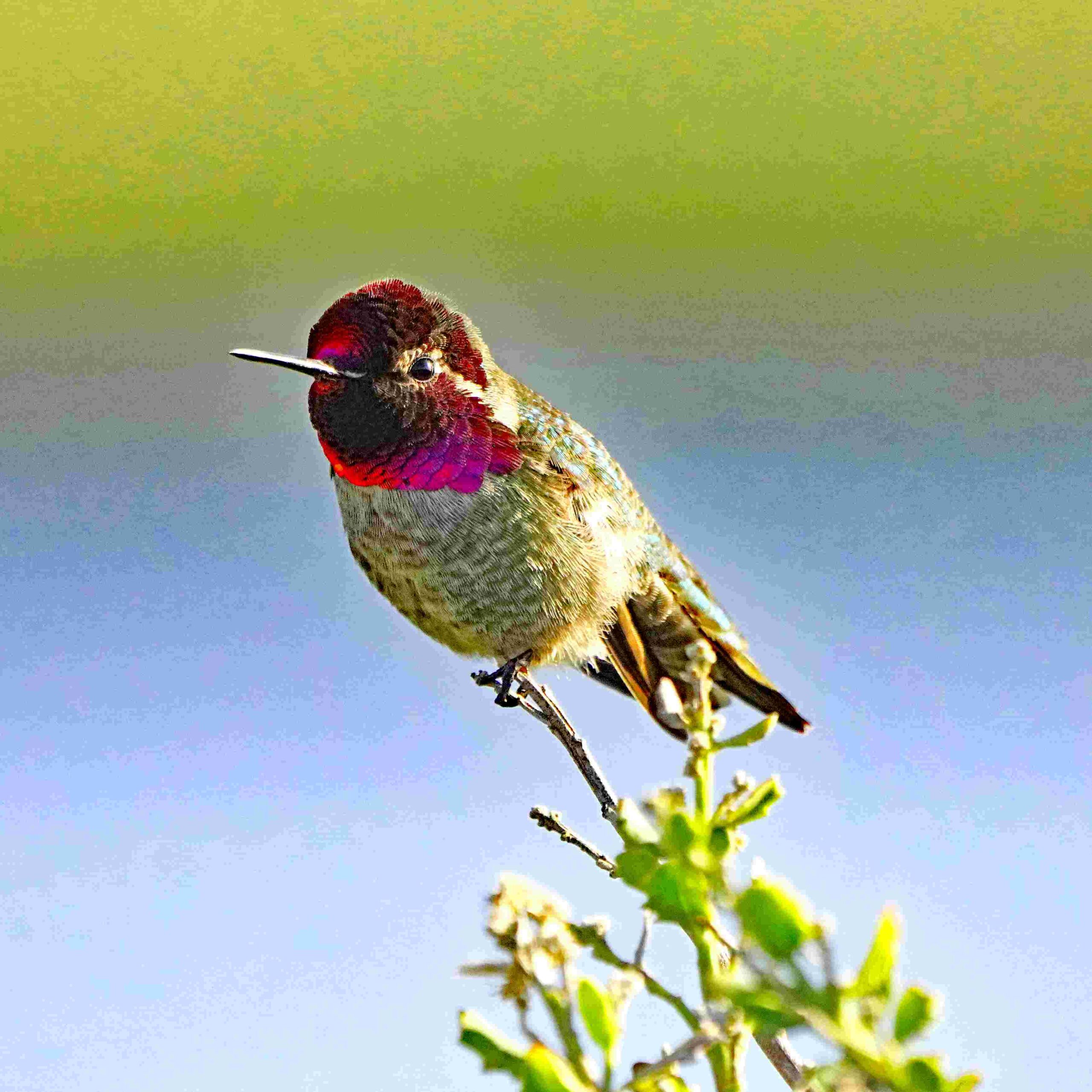 Anna's Hummingbird