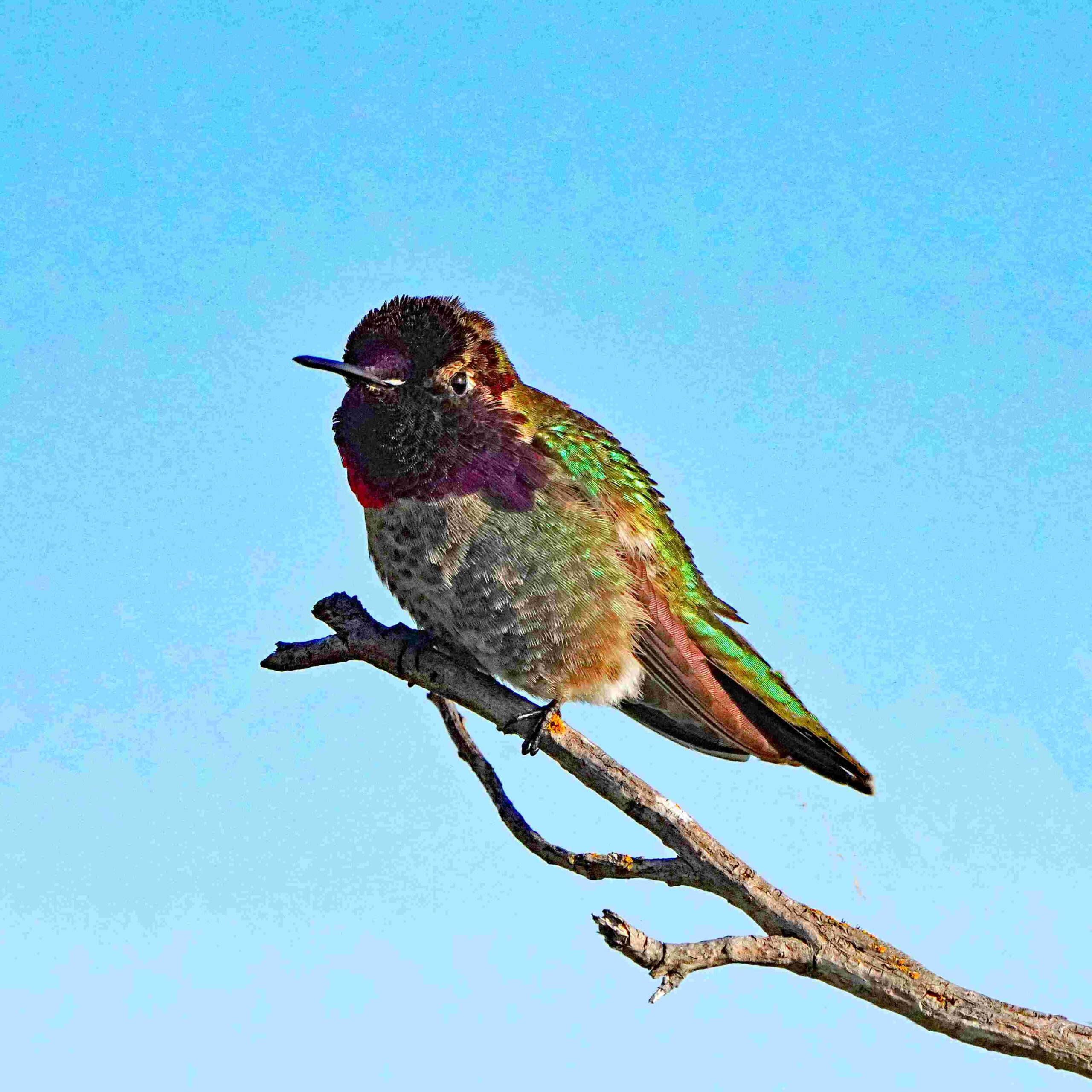Anna's Hummingbird