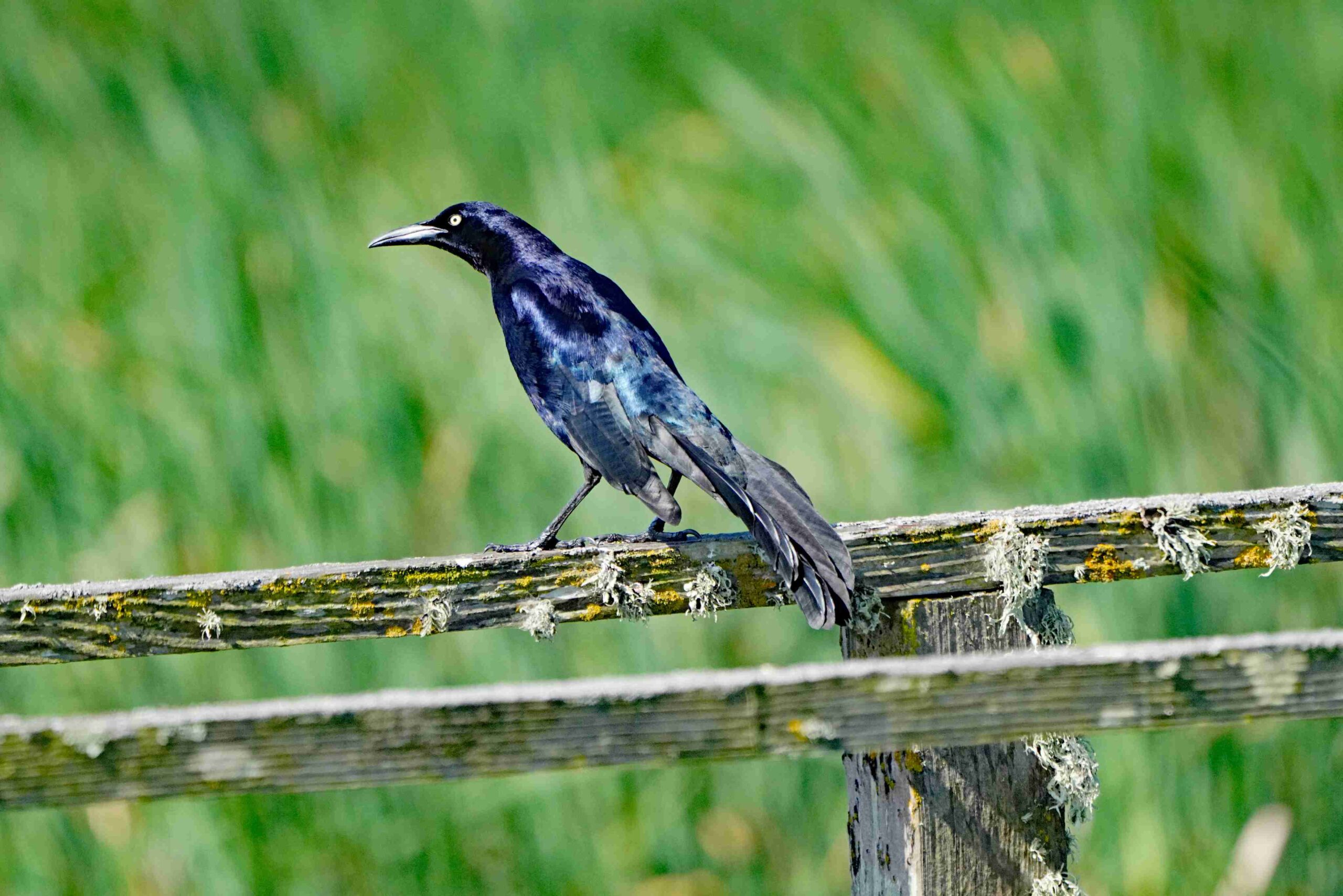 Great-tailed Grackle