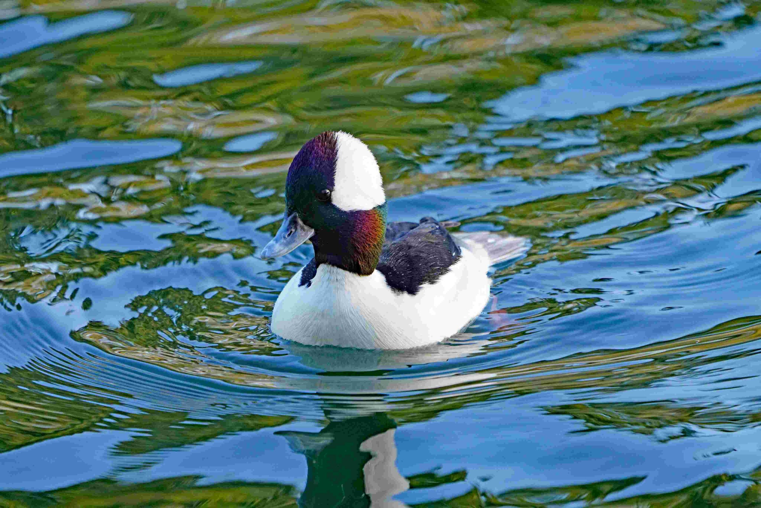 Bufflehead