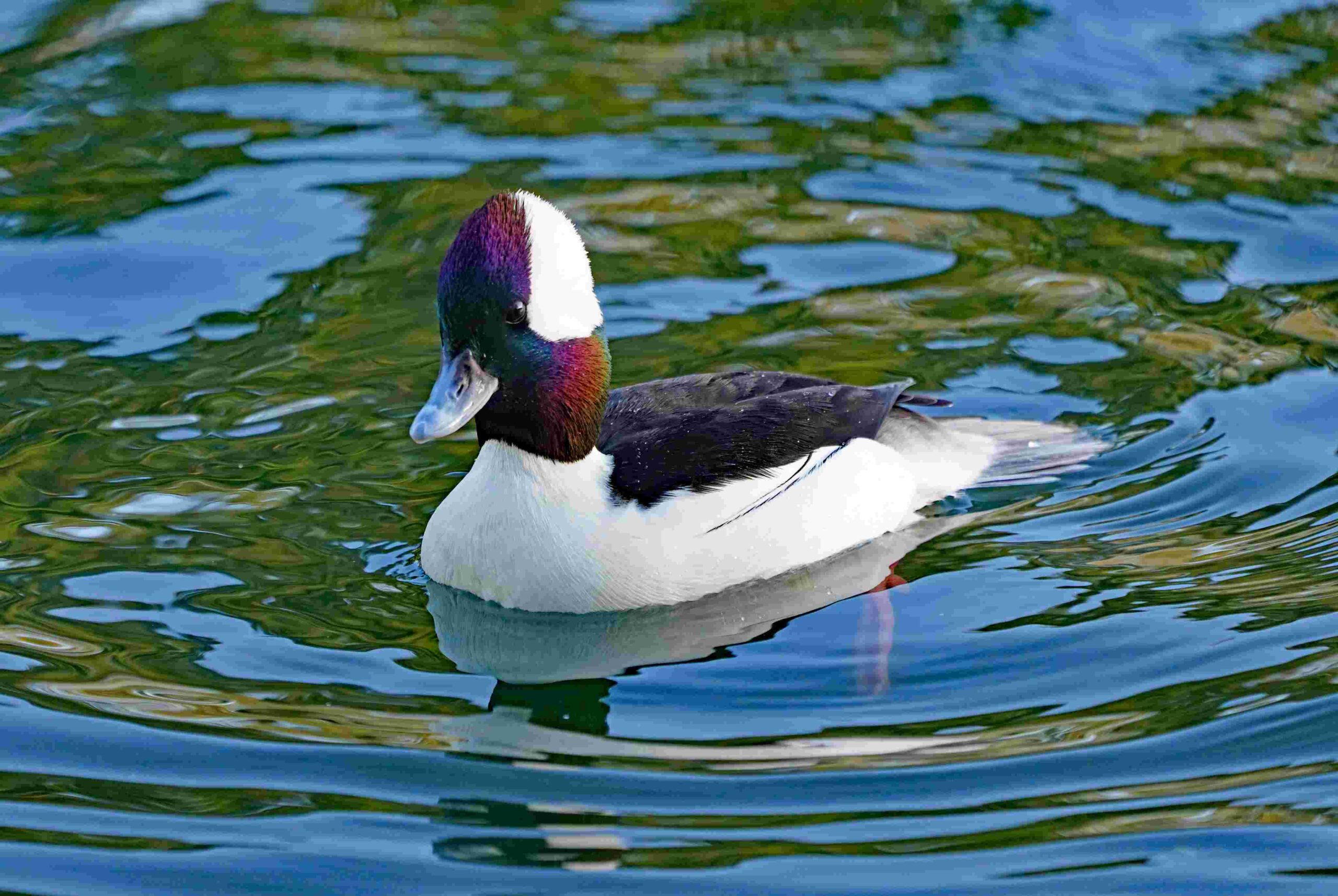 Bufflehead