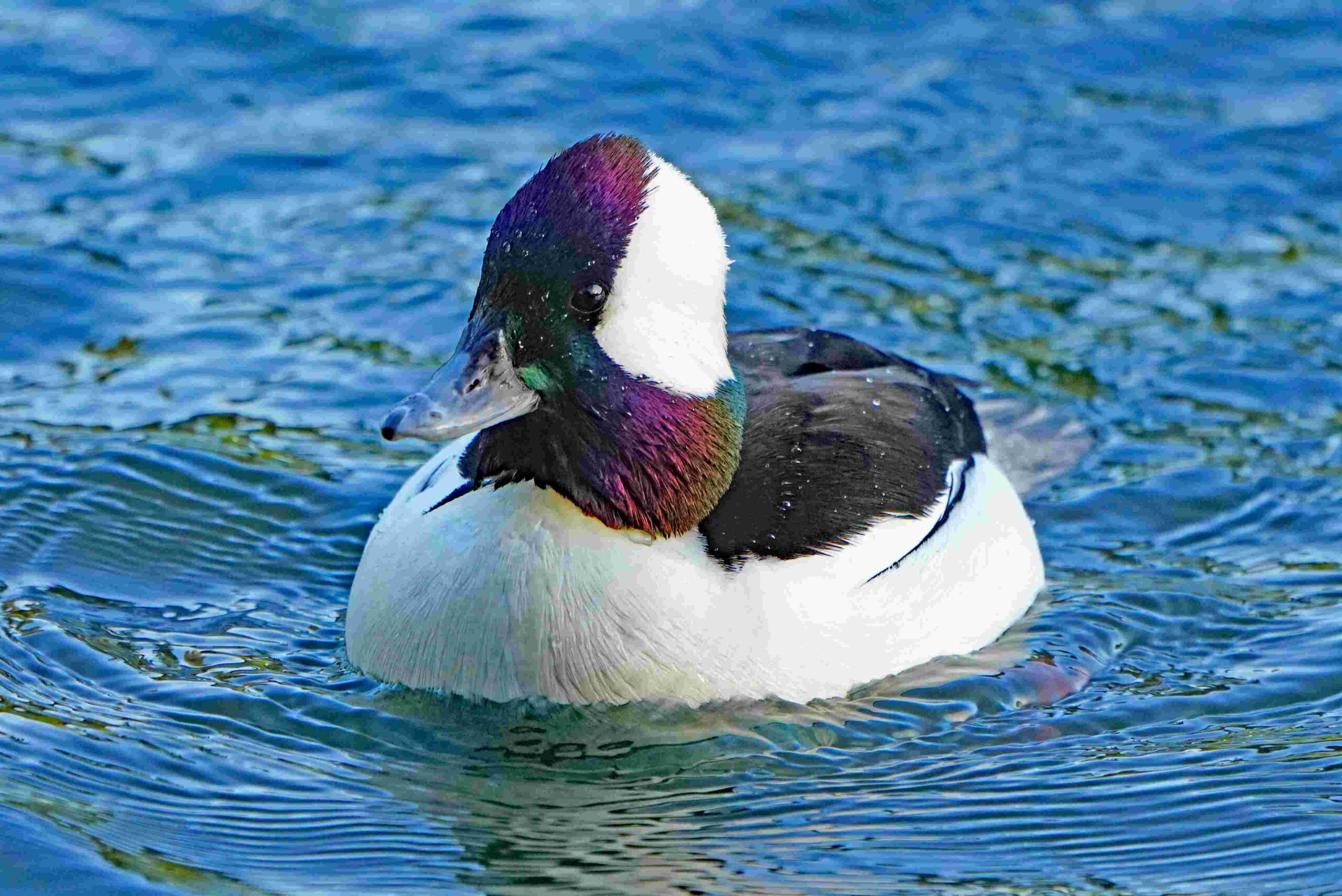 Bufflehead