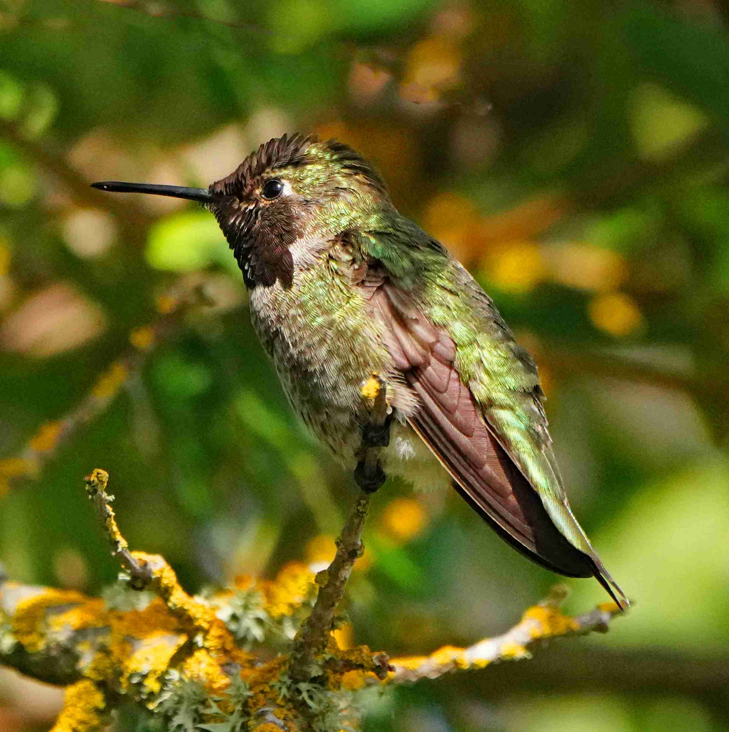 Anna's Hummingbird