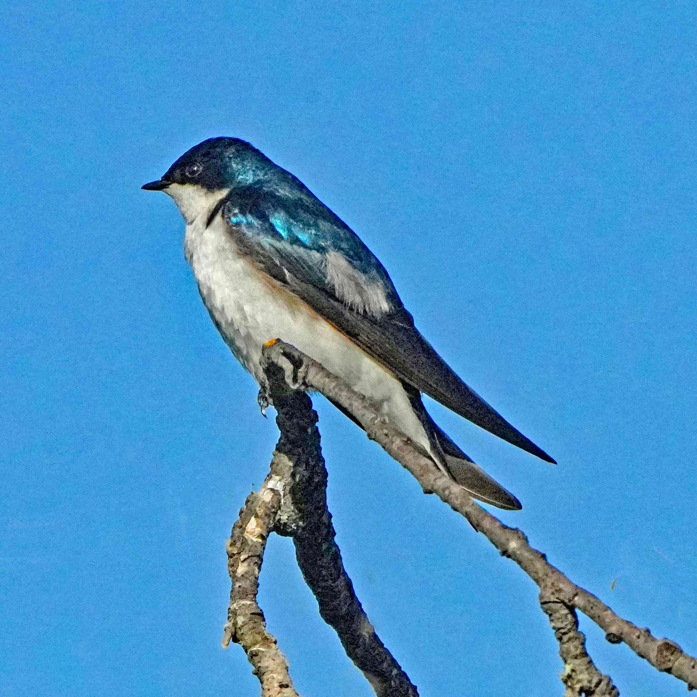 Tree Swallow