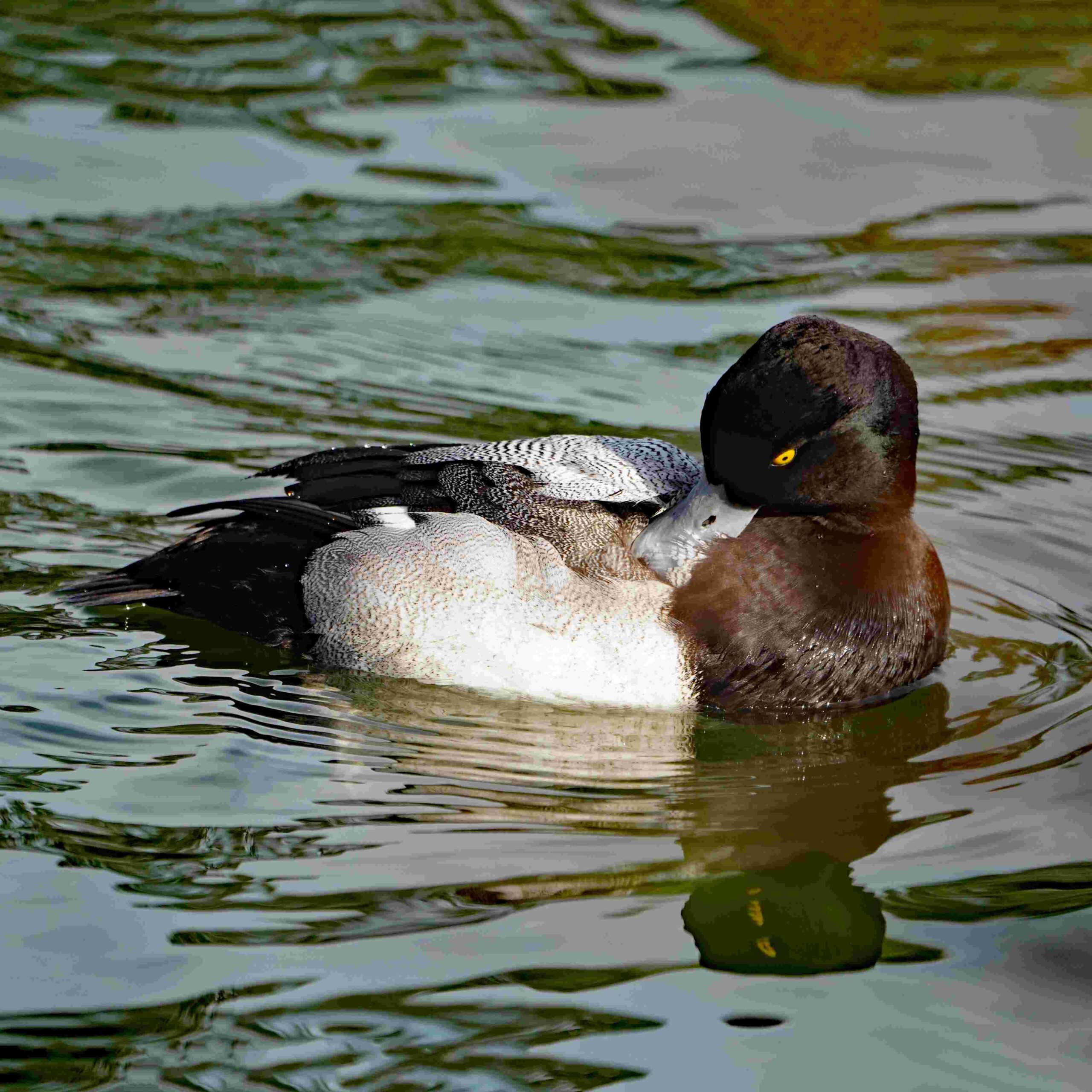 Lesser Scaup