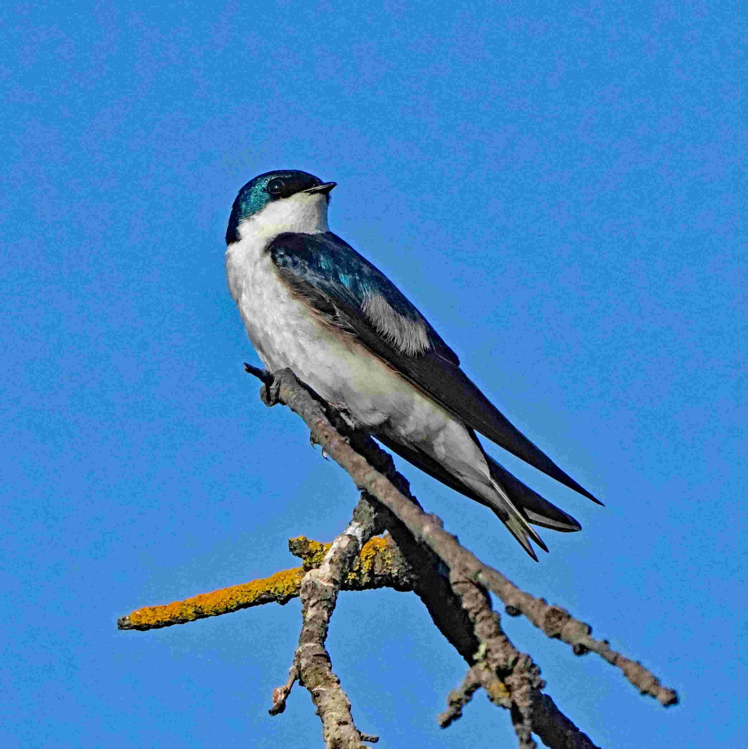 Tree Swallow