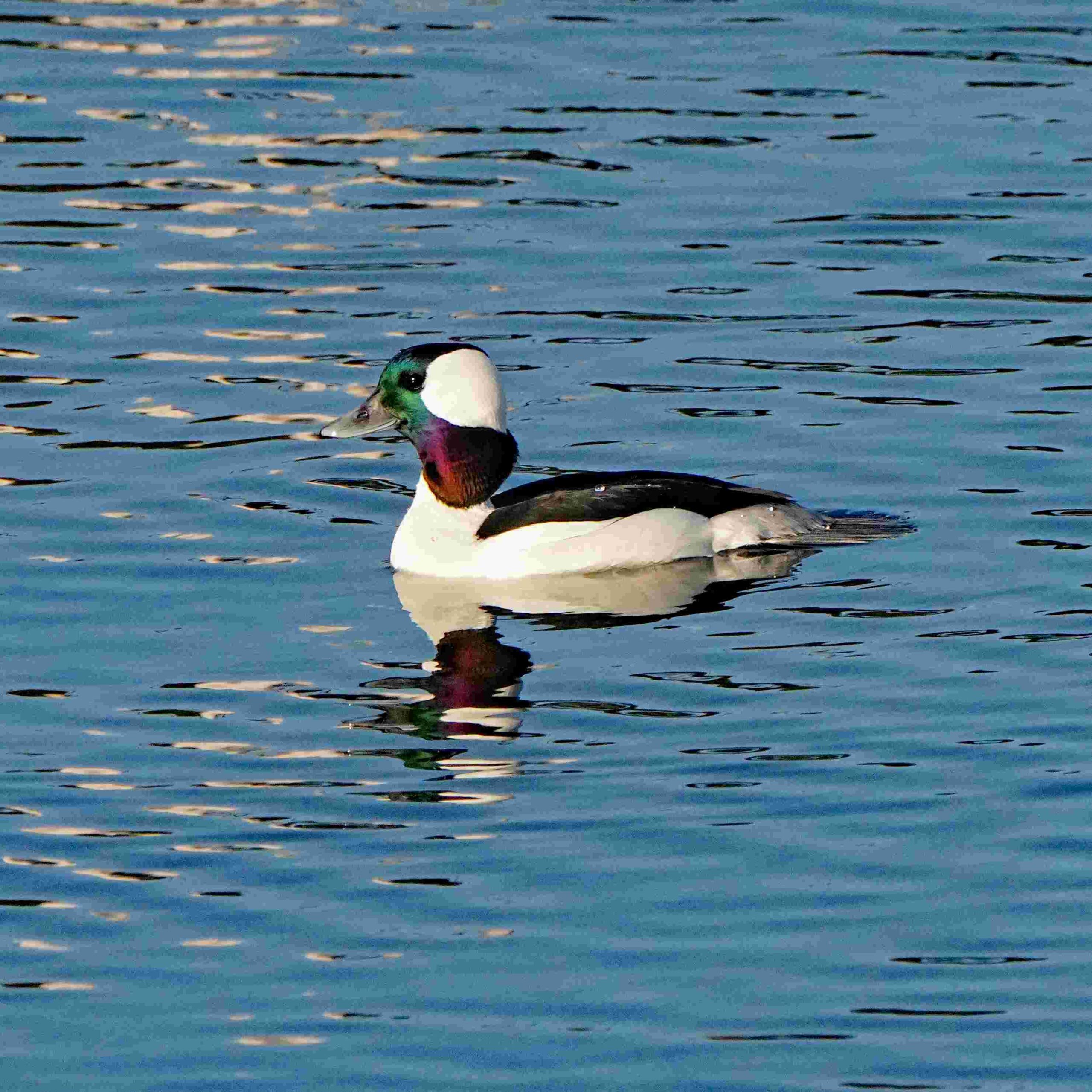Bufflehead