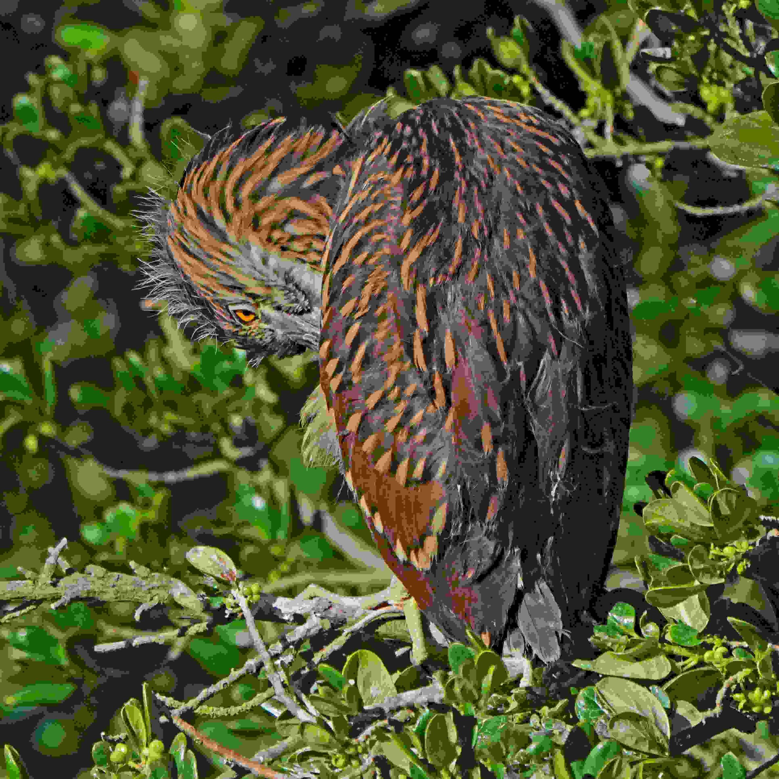 Black-crowned Night Heron (Juvenile)