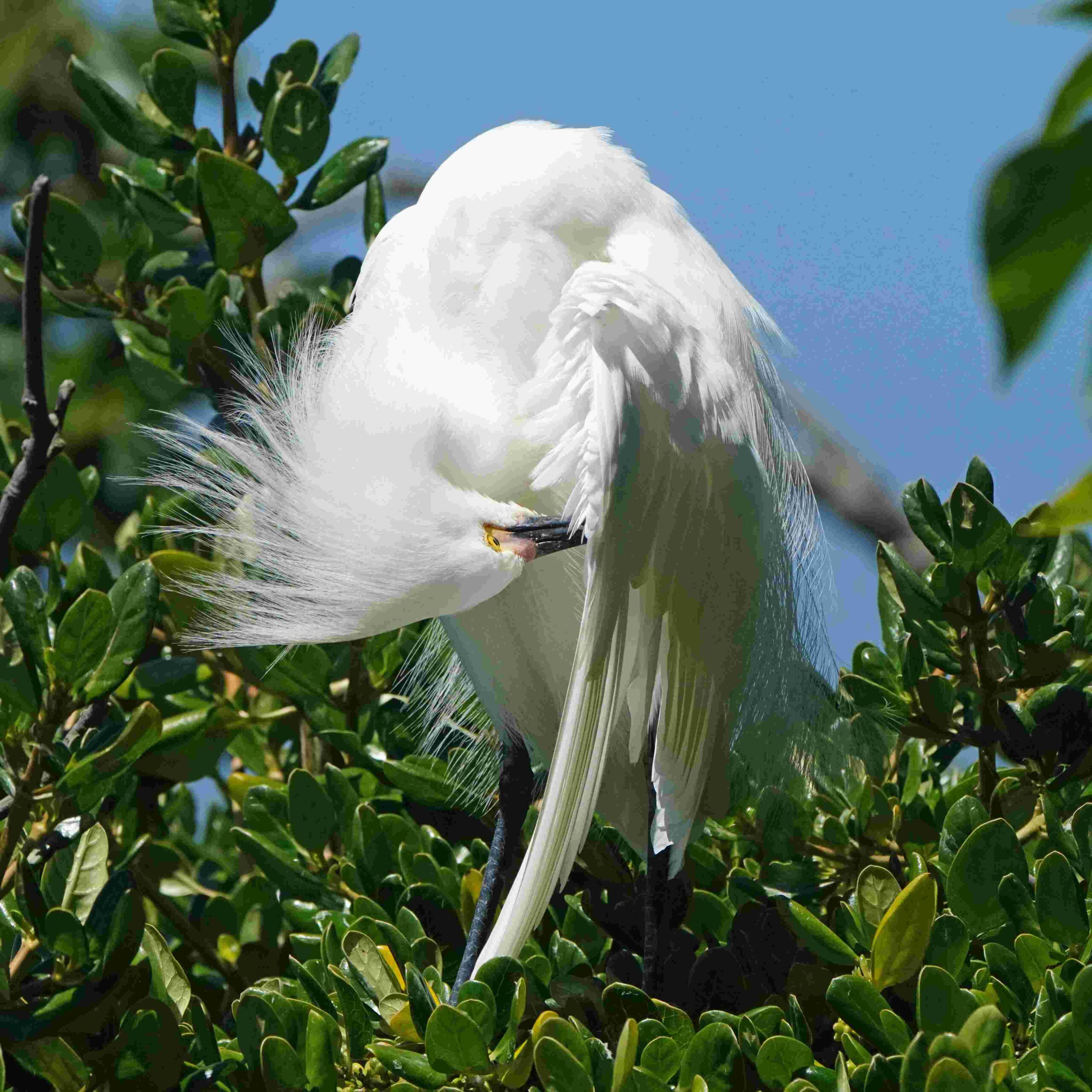 Snowy Egret (Juvenile)