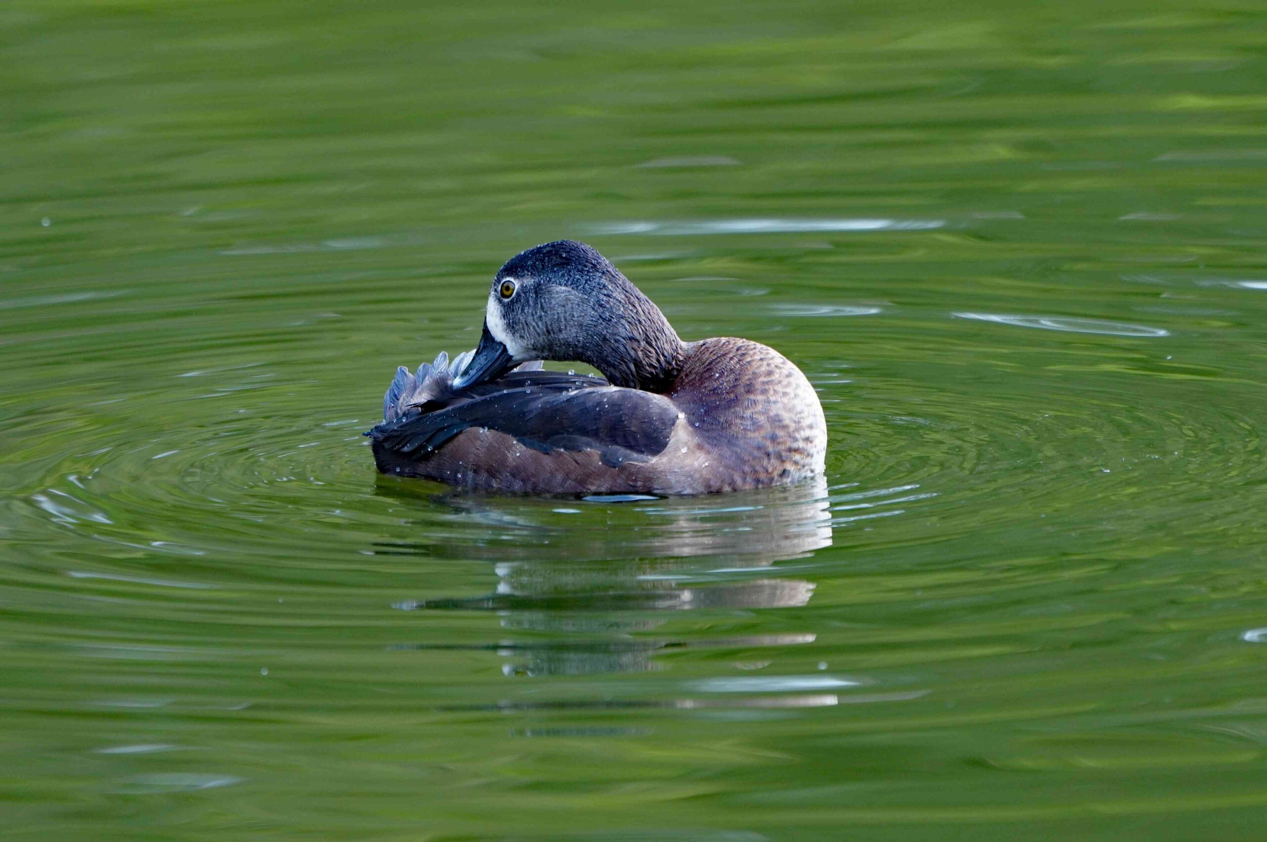 Ring-necked Duck