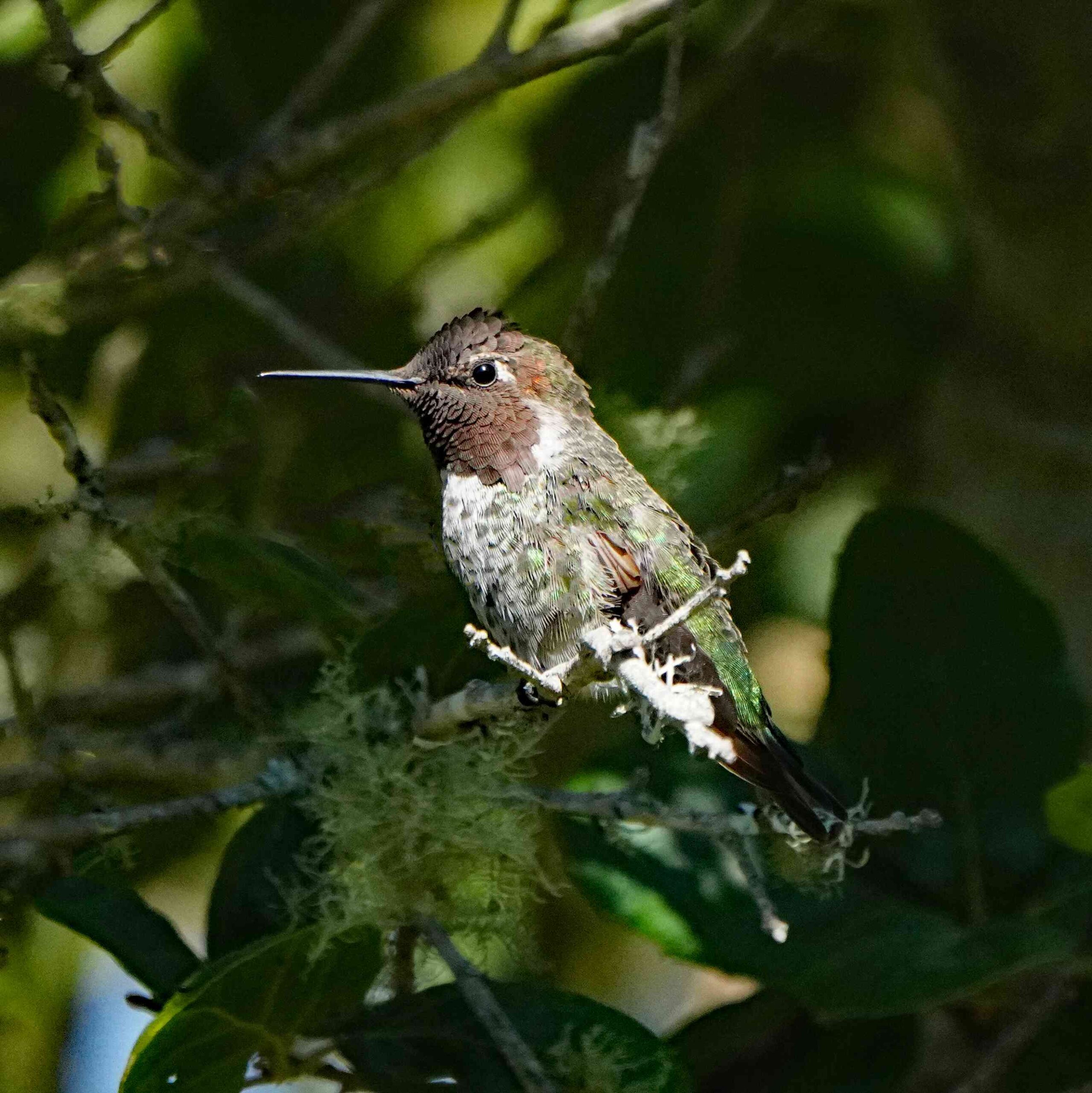 Anna's Hummingbird