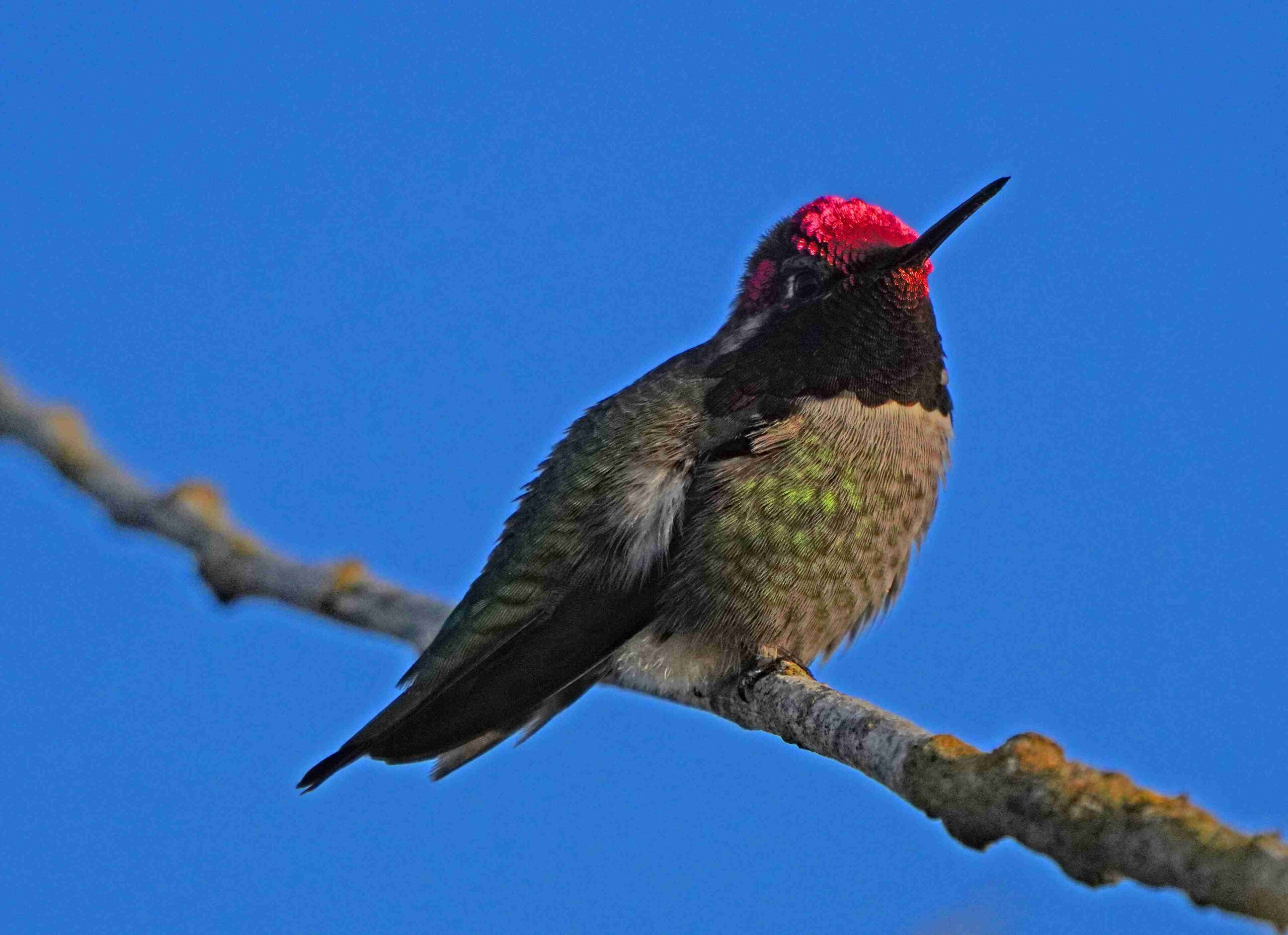 Anna's Hummingbird