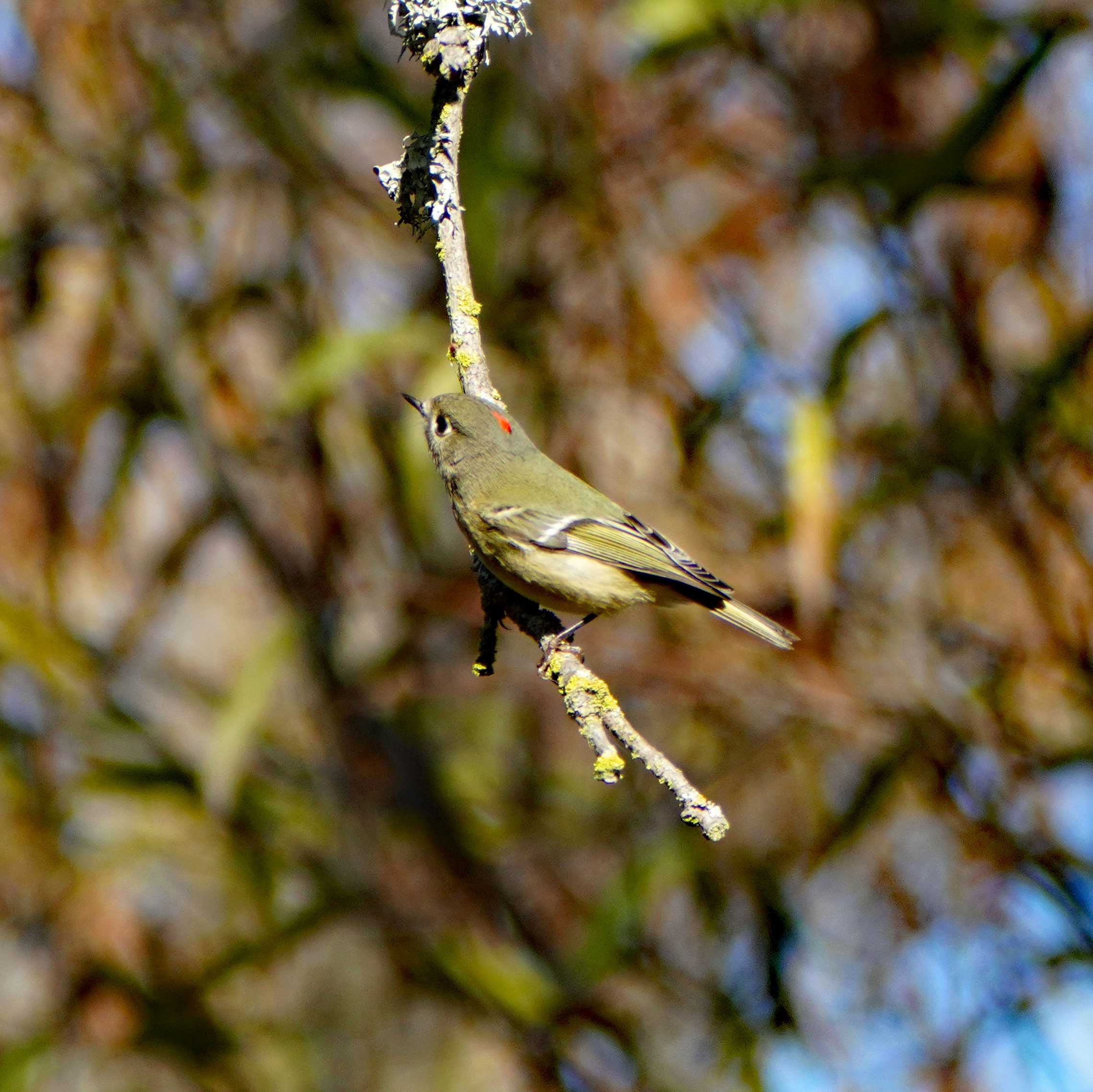 Ruby-crowned Kinglet