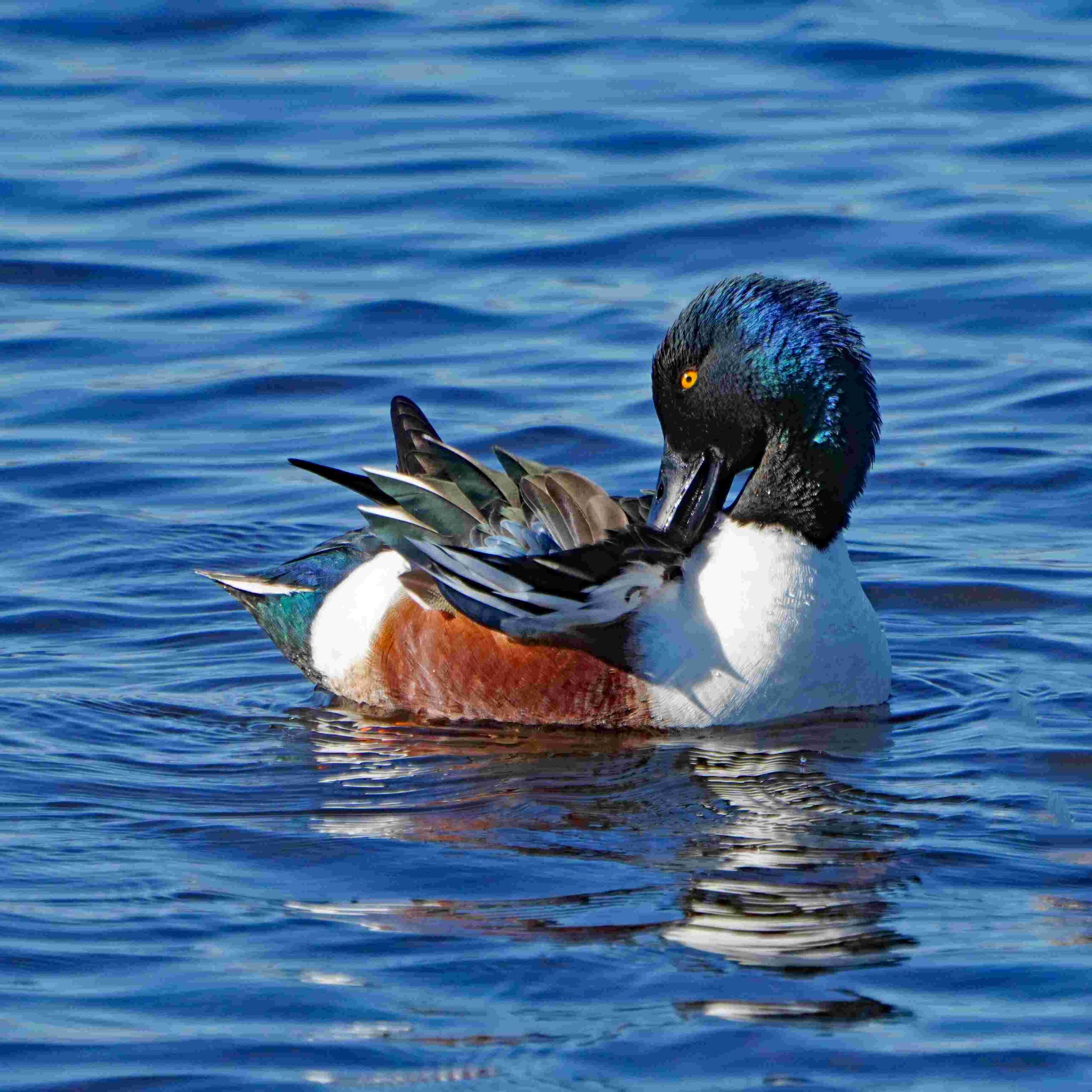 Northern Shoveler