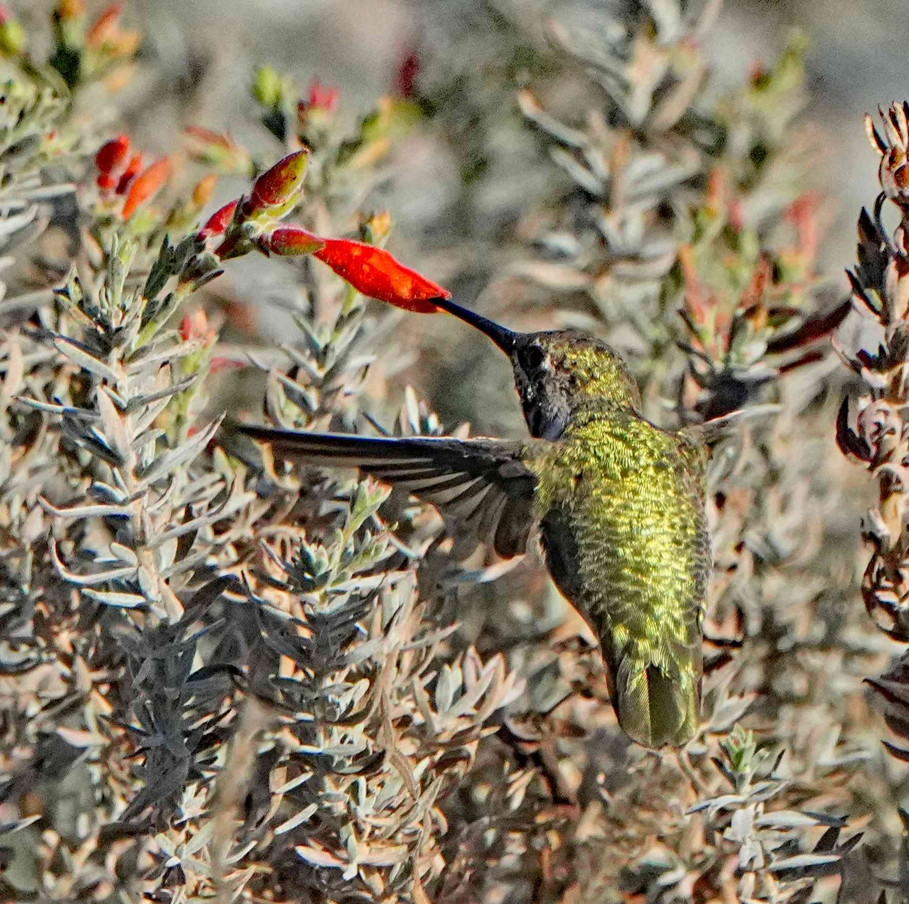 Anna's Hummingbird