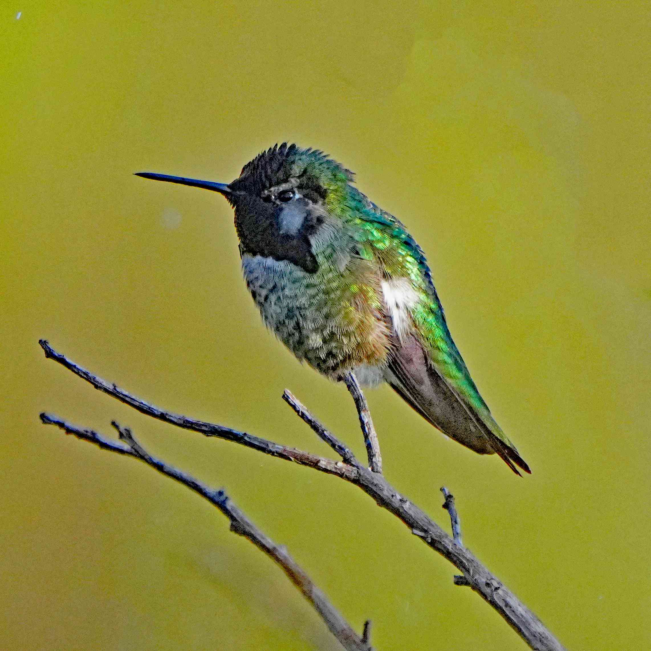 Anna's Hummingbird