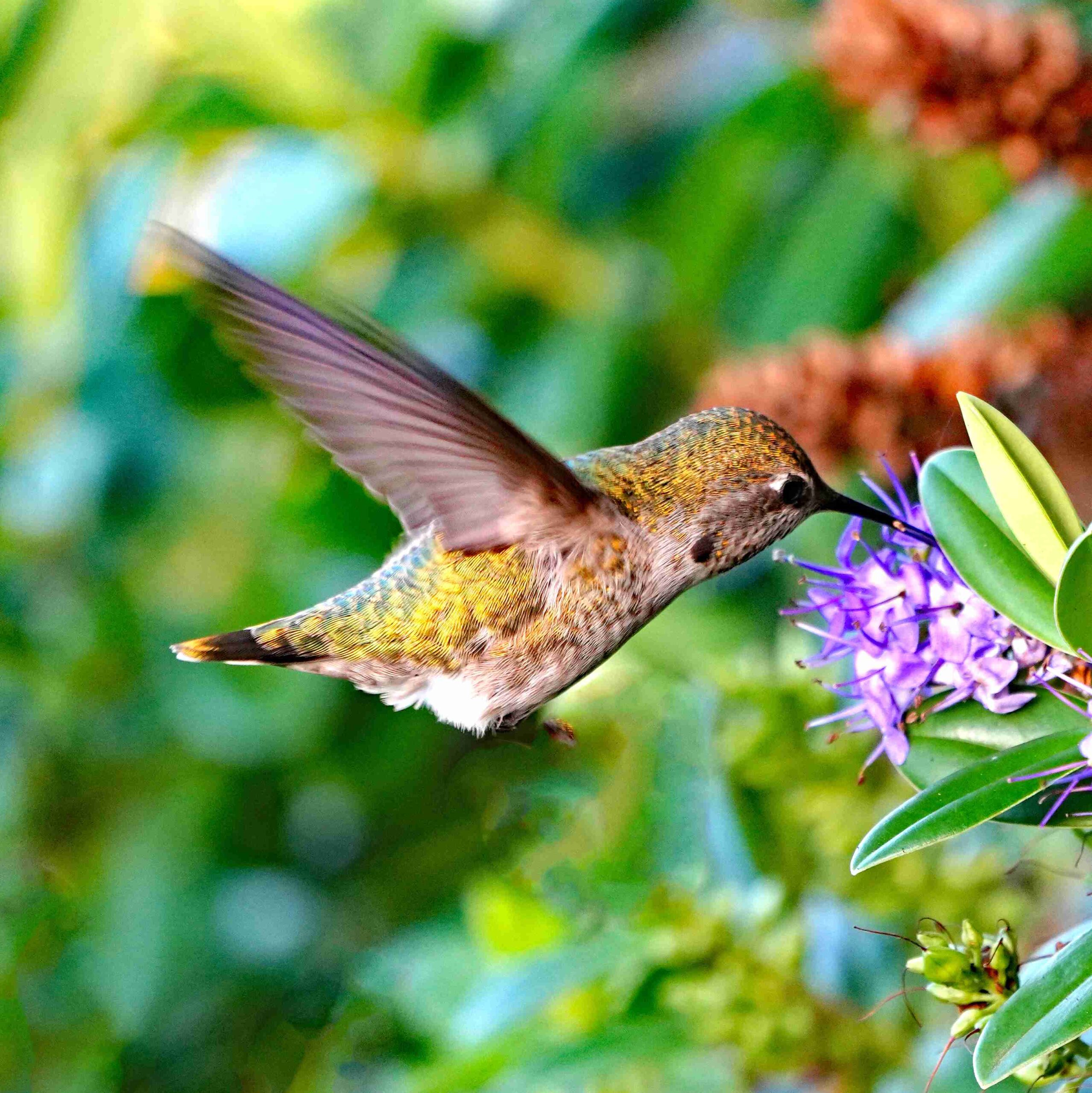 Anna's Hummingbird