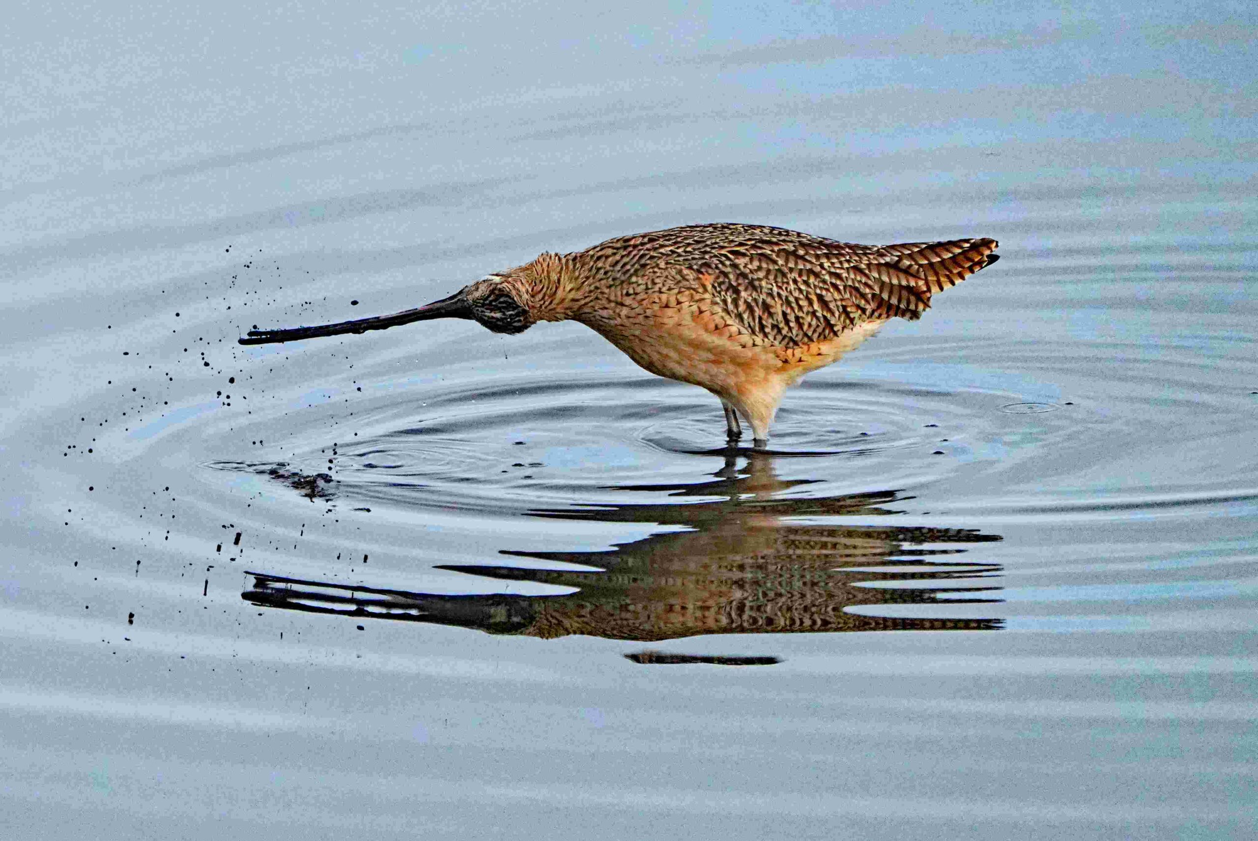 Long-billed Curlew