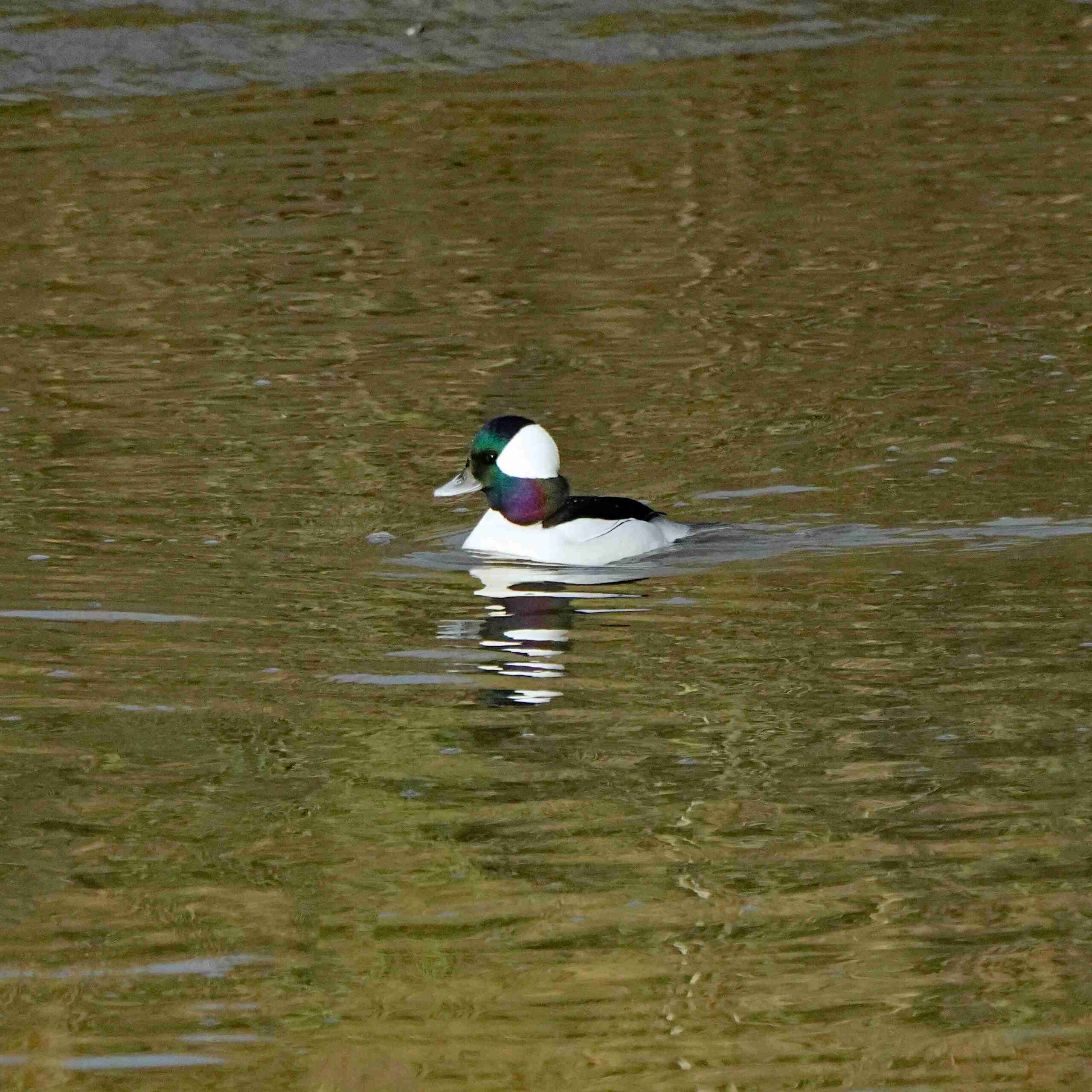 Bufflehead