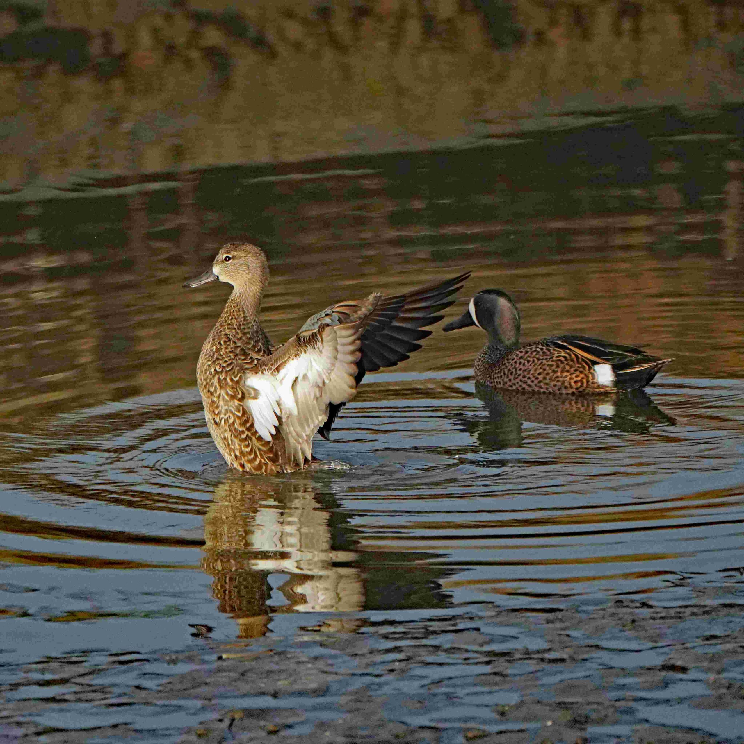 Blue-winged Teal