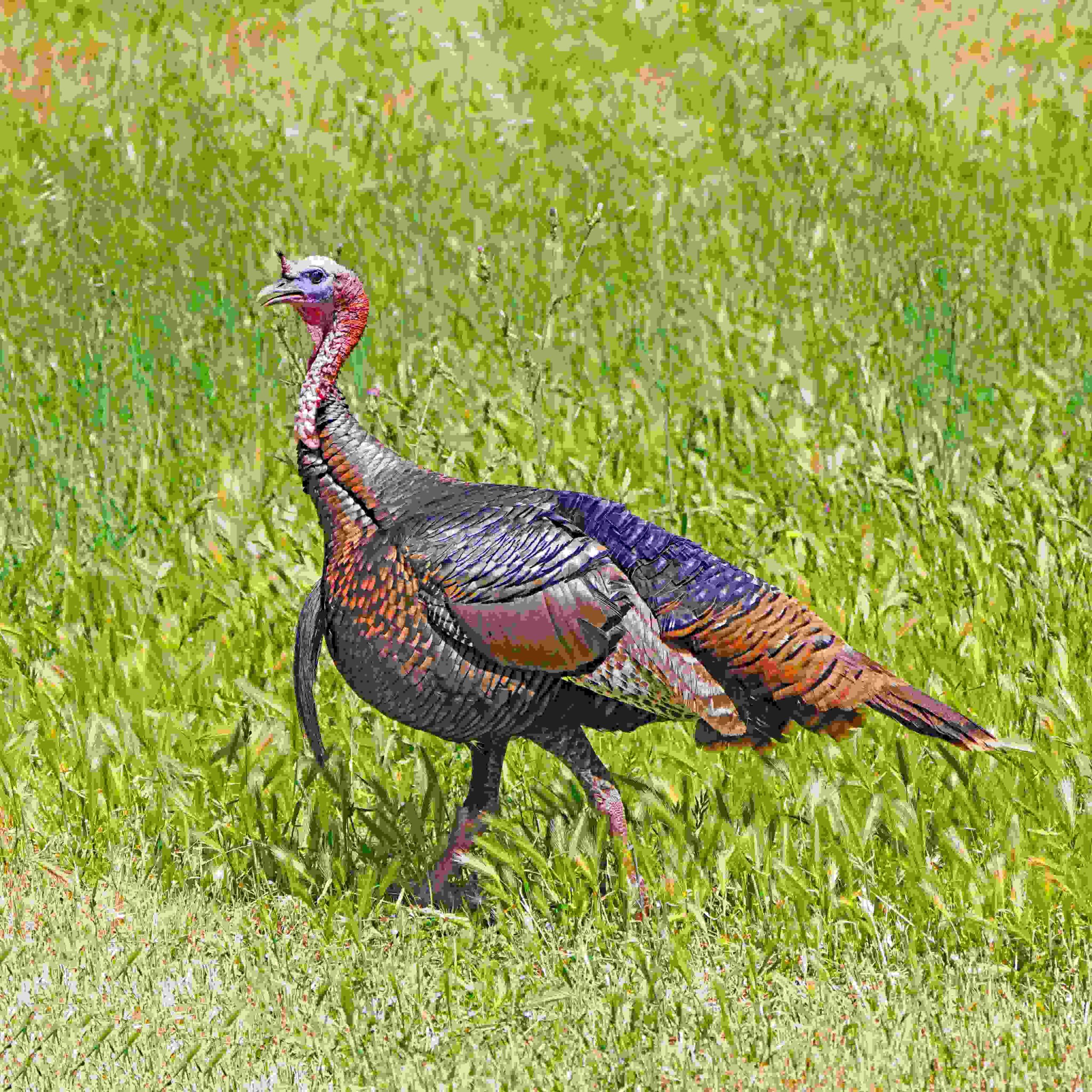 Wild Turkey