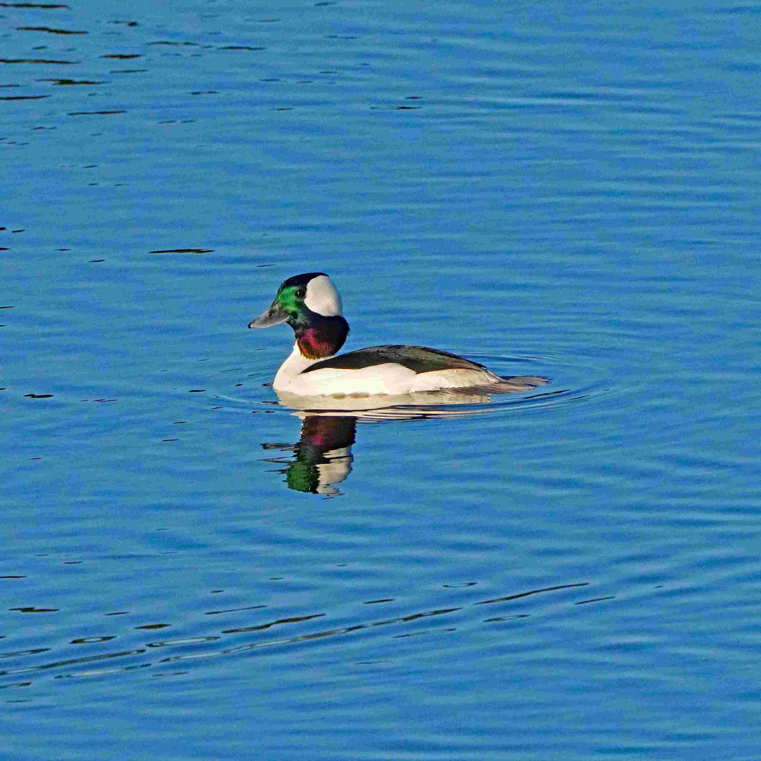 Bufflehead