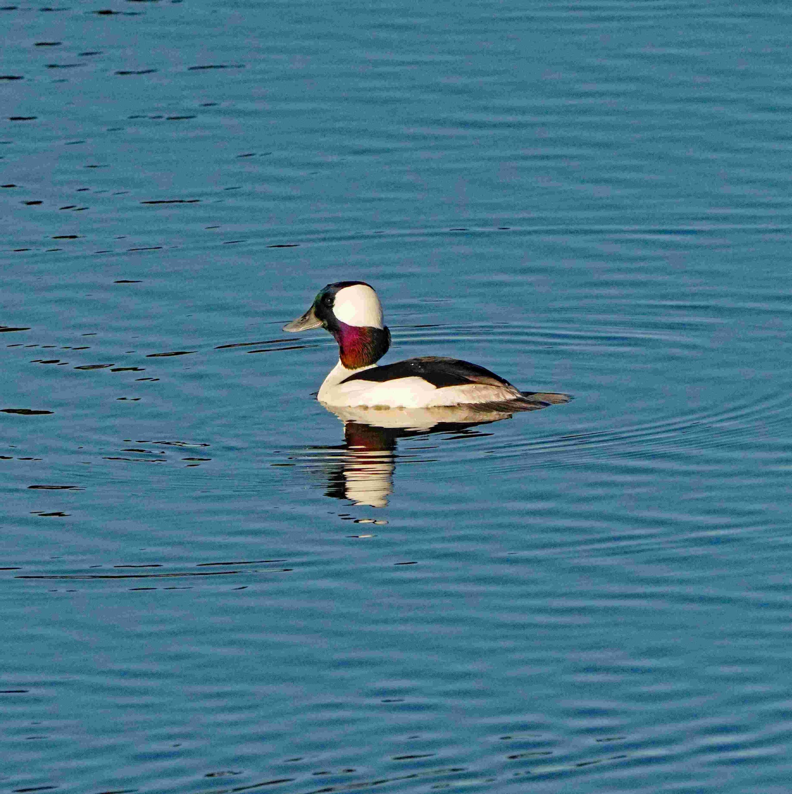 Bufflehead