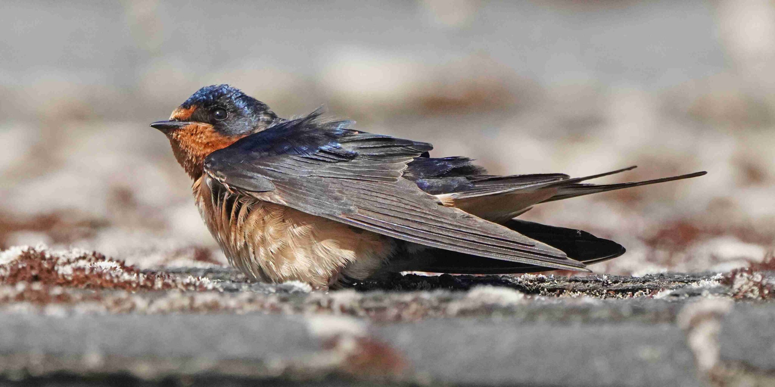 Barn Swallow