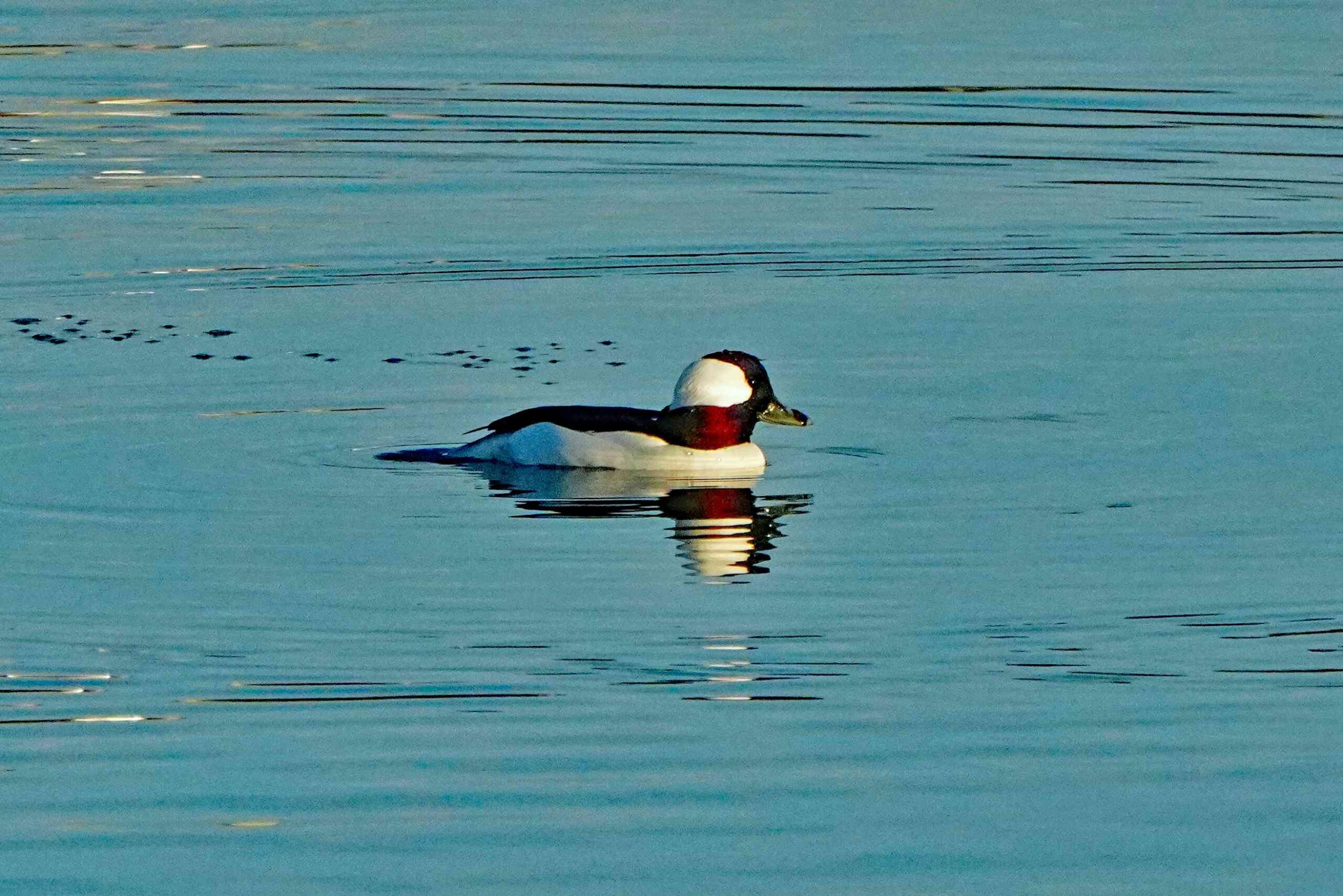 Bufflehead